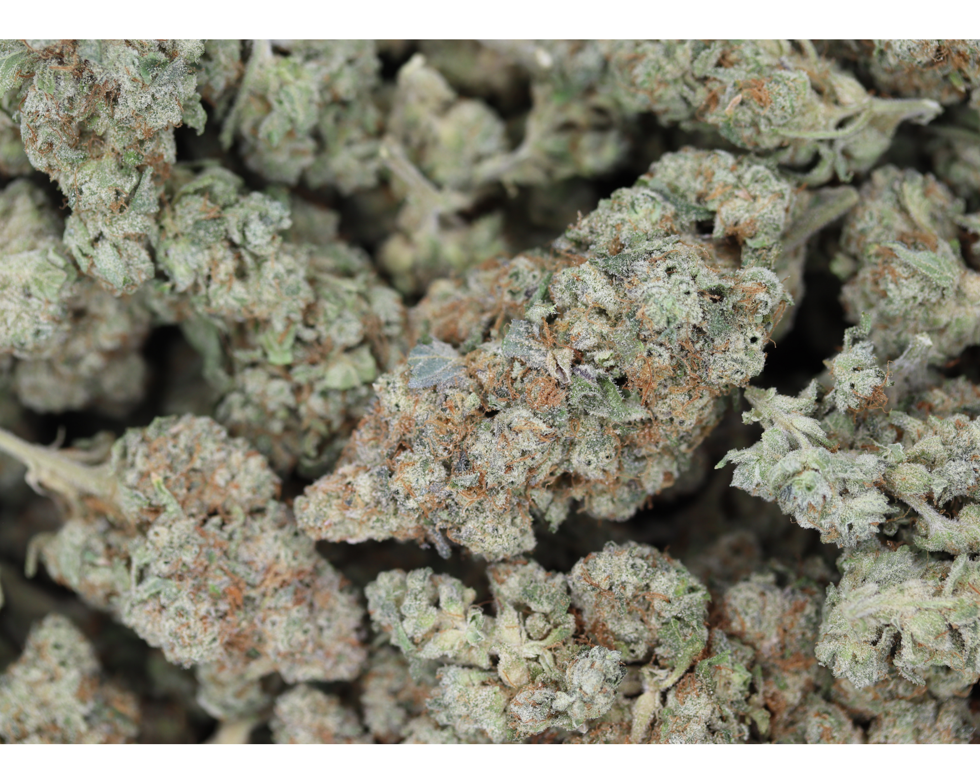 Pineapple Express Sativa Cannabis Flower Pineapple Express Sativa Cannabis Flower