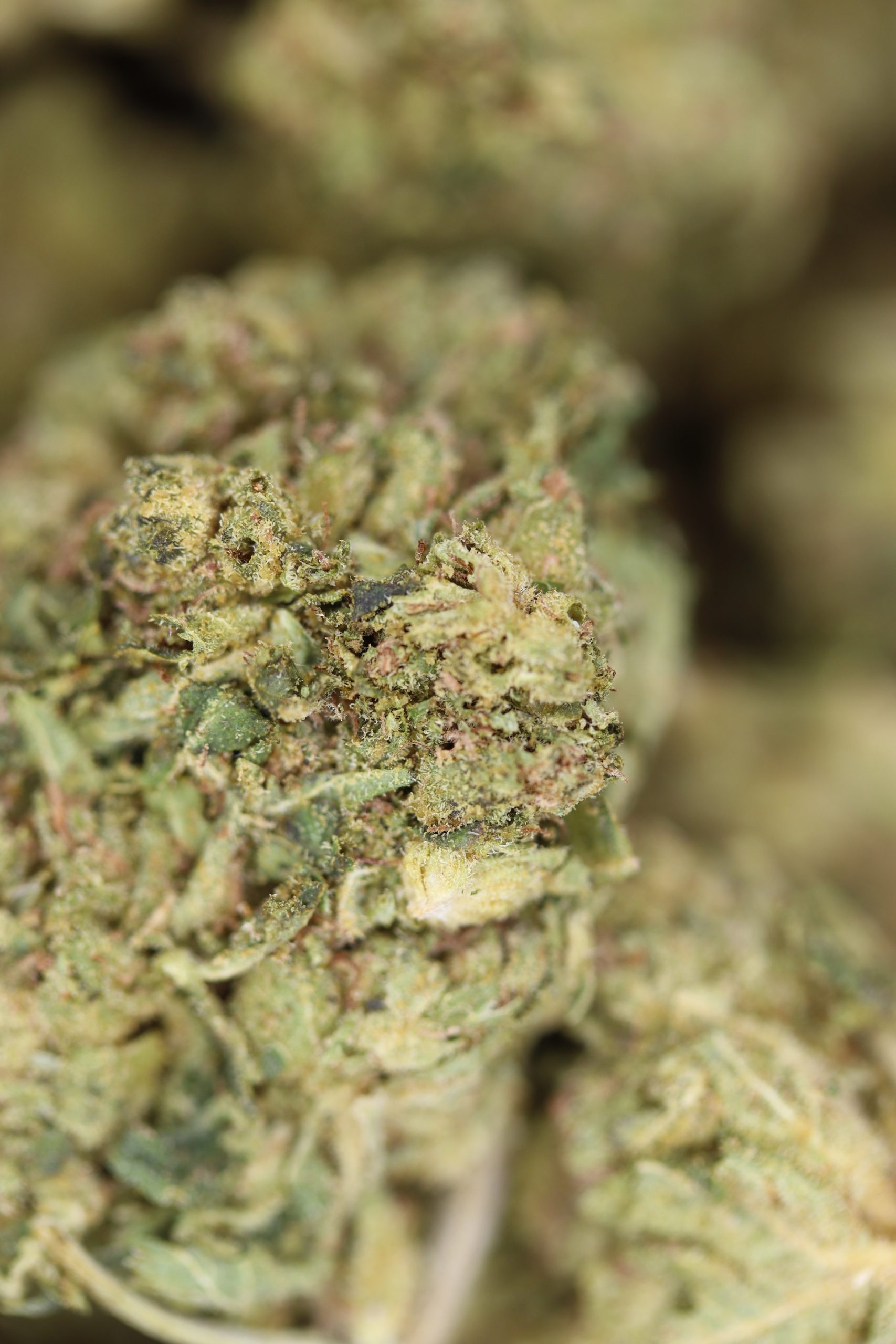 Pink Panties Indica anxiety Pink Panties Indica anxiety