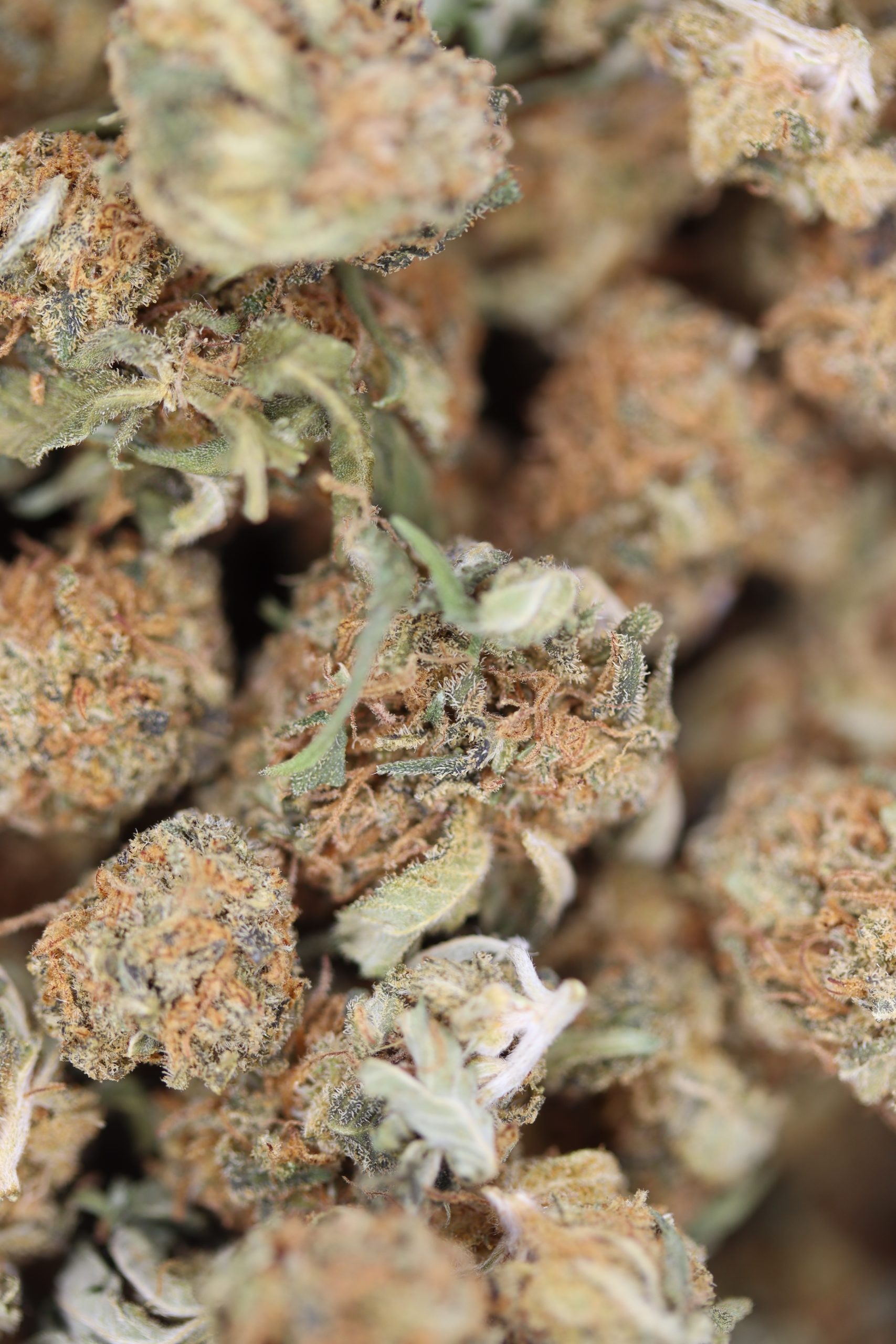 Sour Diesel Small (1/2lb) Bulk Cannabis Flower Sour Diesel Small (1/2lb) Bulk Cannabis Flower
