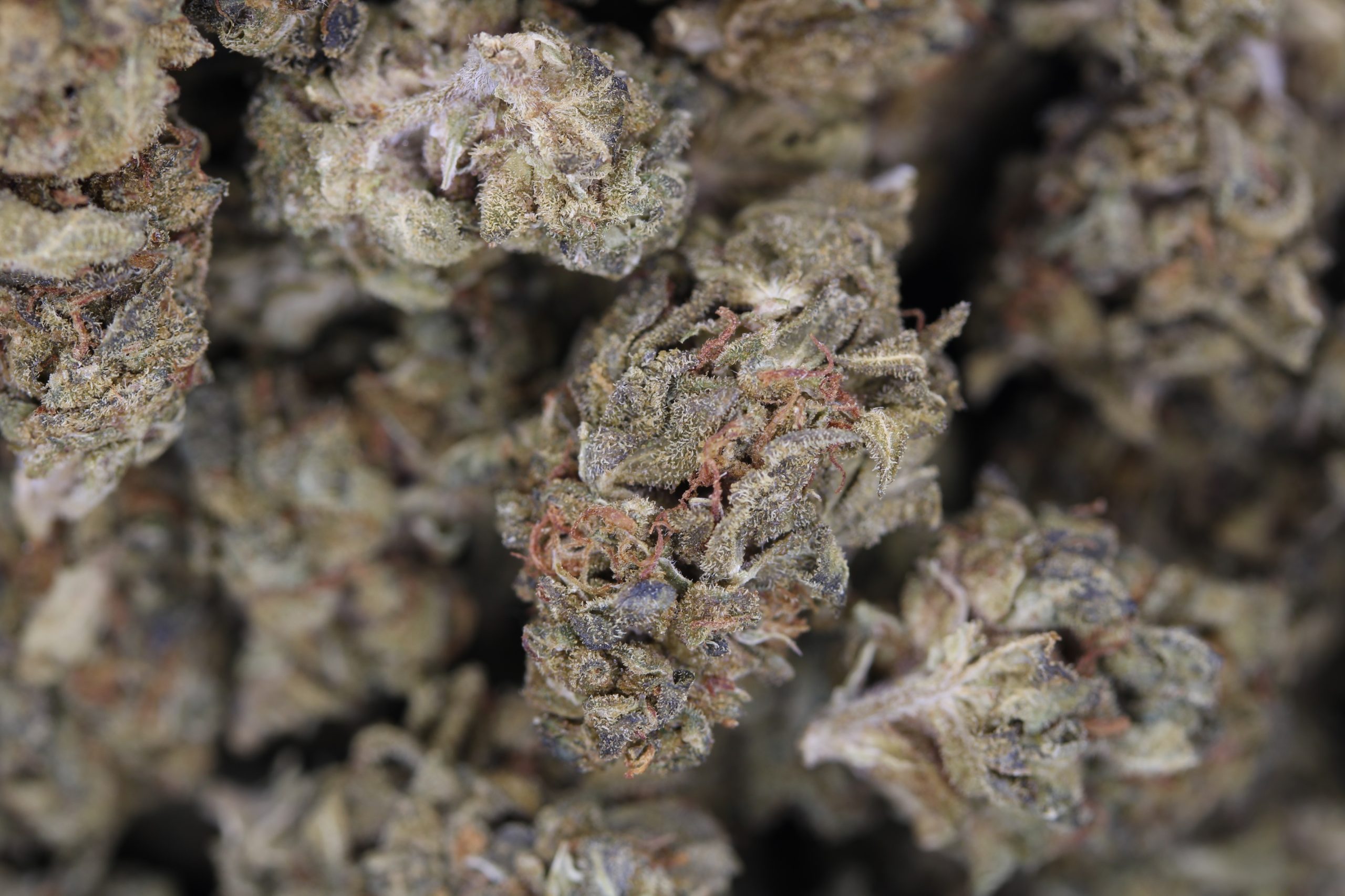 Hindu Indica anti-anxiety Hindu Indica anti-anxiety