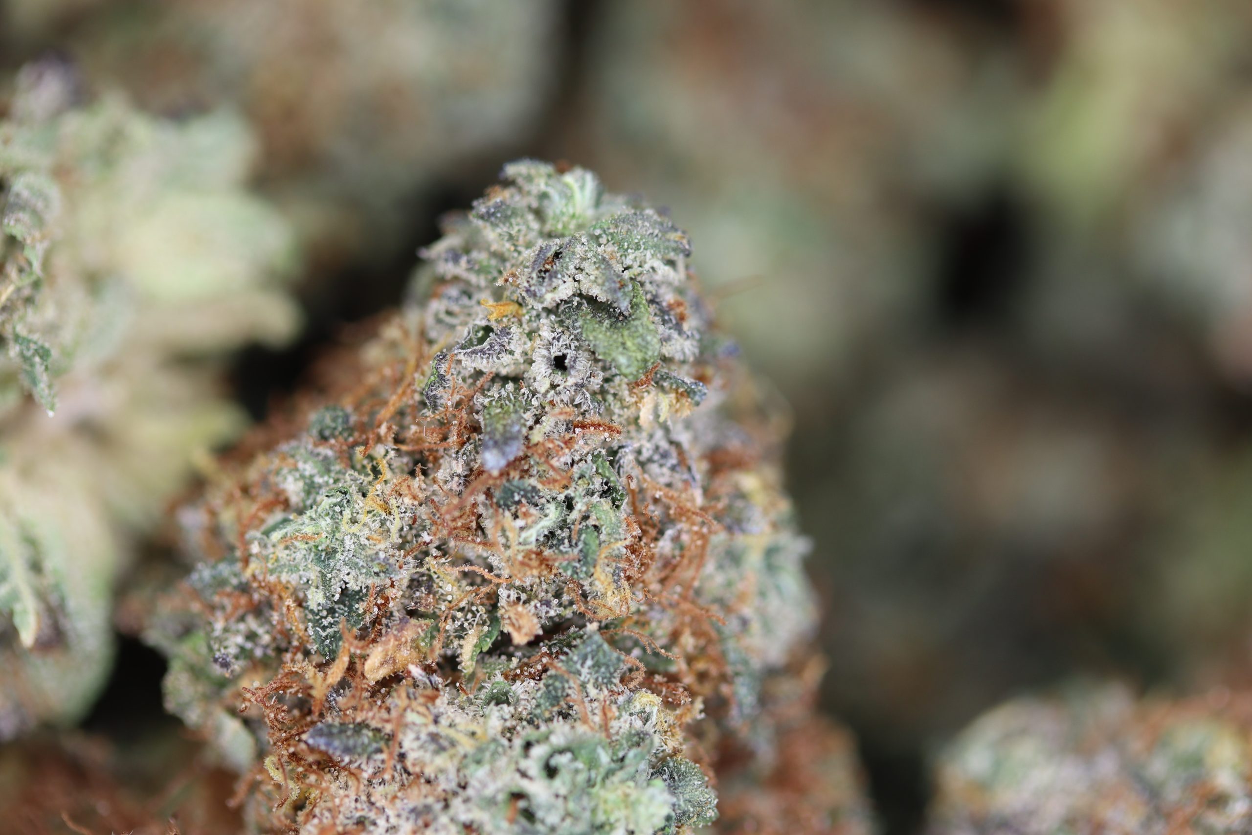 Cookies Hybrid Cannabis Flower Cookies Hybrid Cannabis Flower