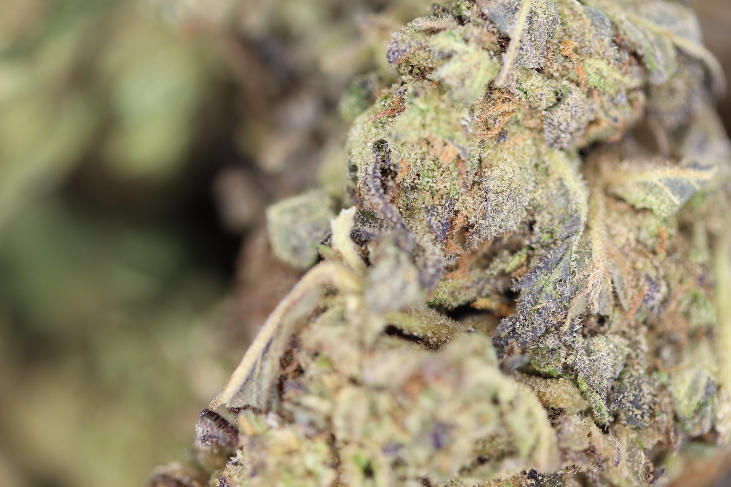 Gelato Cake (1/2lb) Bulk Cannabis Flower Gelato Cake (1/2lb) Bulk Cannabis Flower