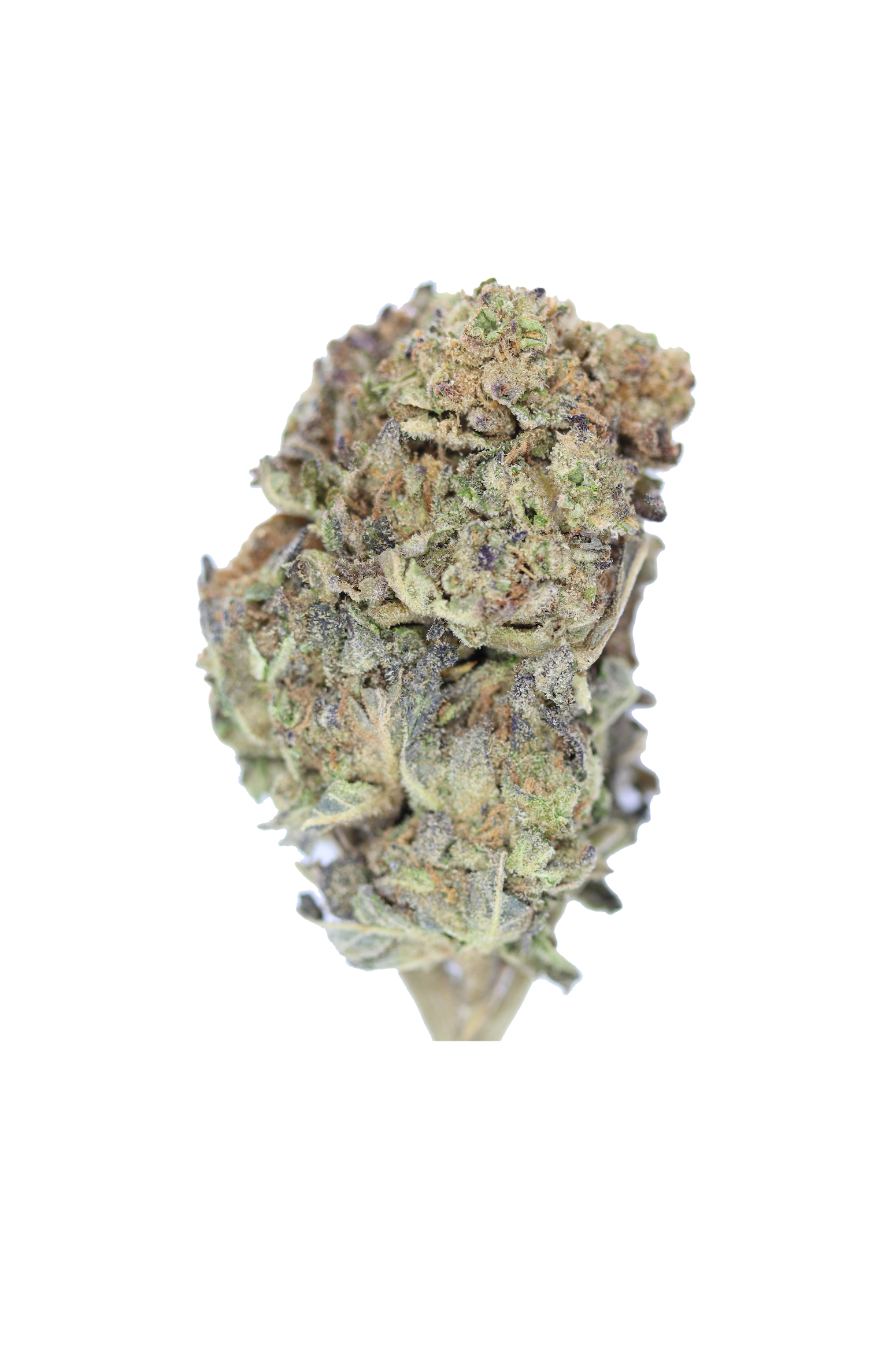 Gelato Cake (1/2lb) Bulk Cannabis Flower Gelato Cake (1/2lb) Bulk Cannabis Flower