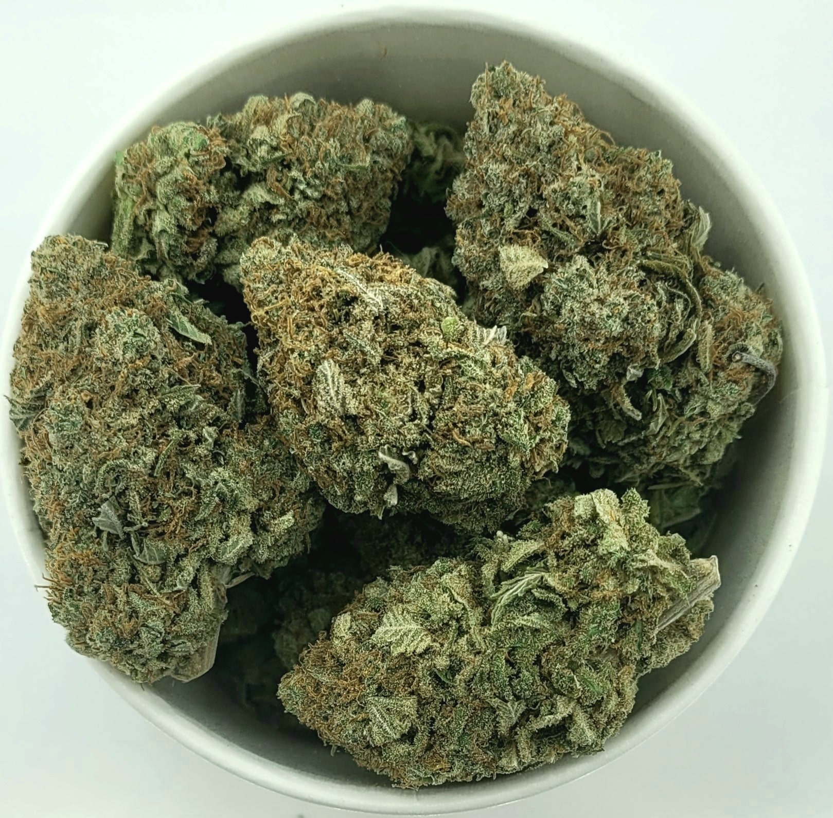 Chocolate Thai (Oz Special) Hybrid anxiety Chocolate Thai (Oz Special) Hybrid anxiety
