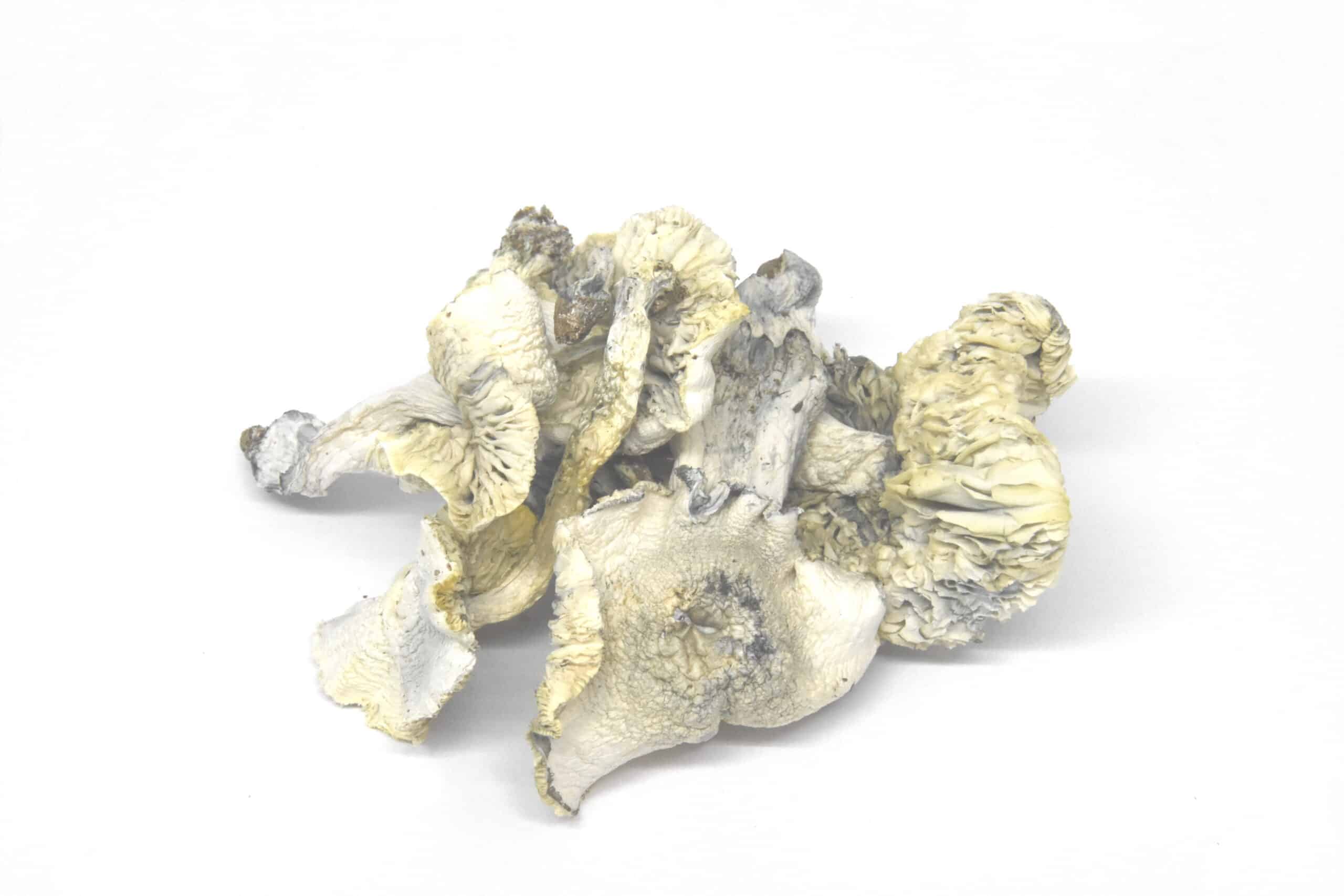 Albino Avery Psychedelics Albino Avery Psychedelics
