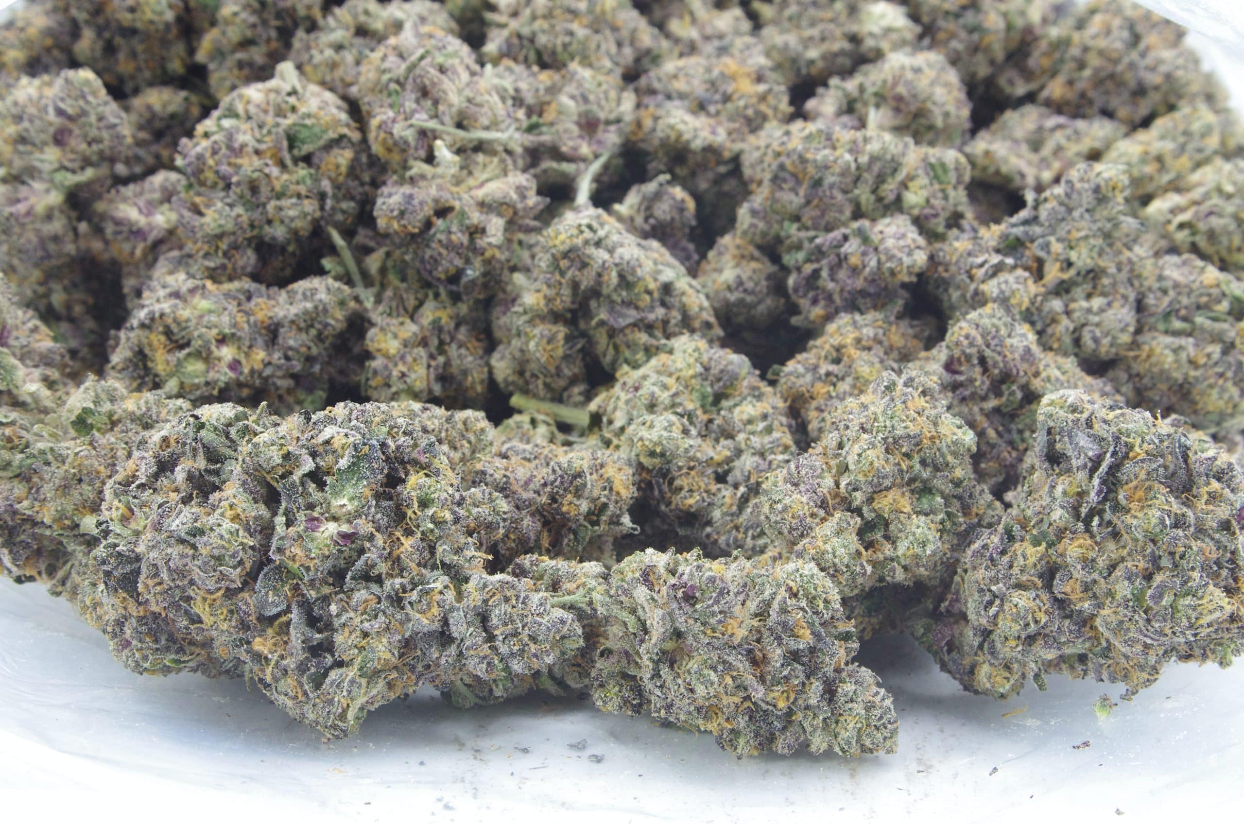 Animal Cookies (Oz Special) Hybrid Animal Cookies (Oz Special) Hybrid