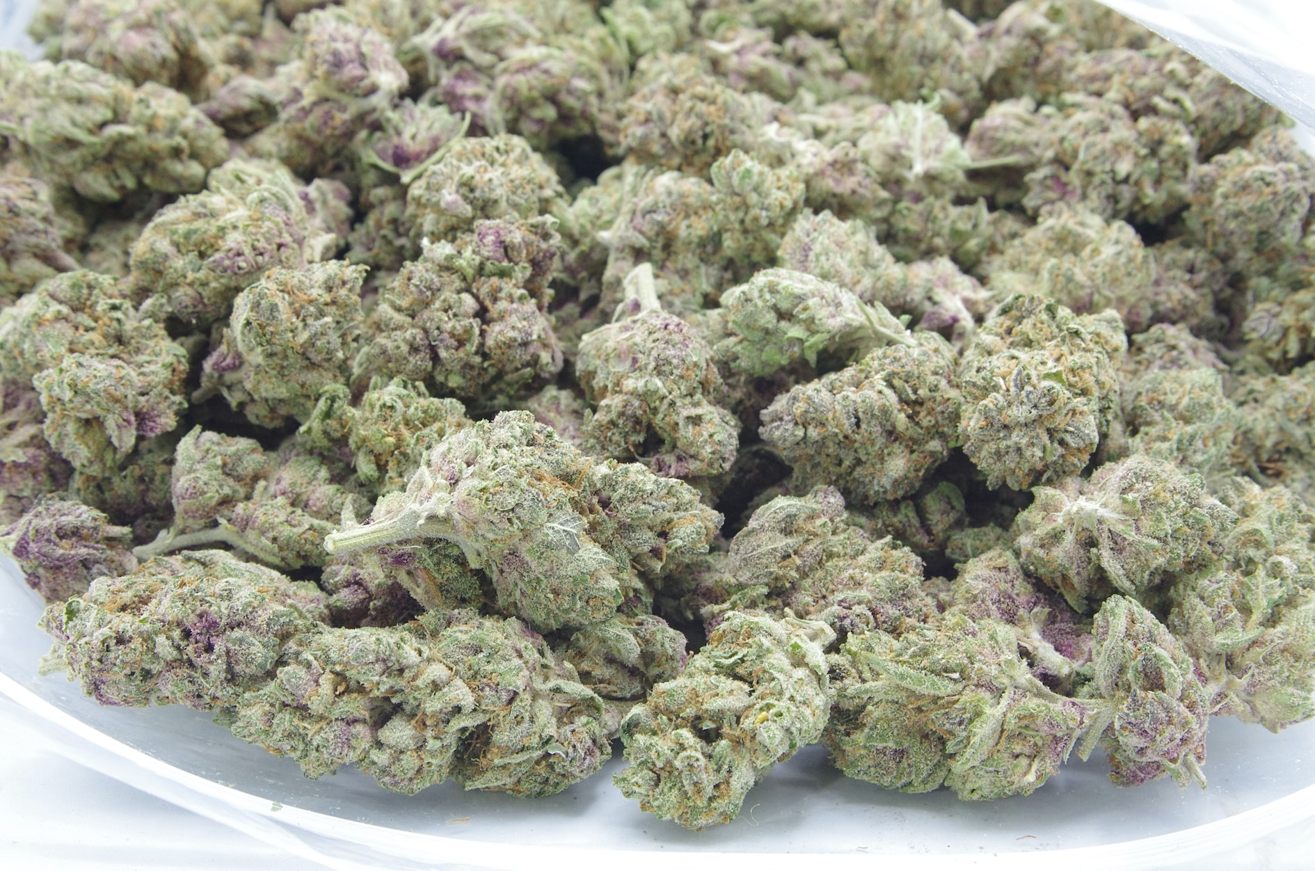 Astro Pop (Oz Special) Hybrid anti-anxiety Astro Pop (Oz Special) Hybrid anti-anxiety