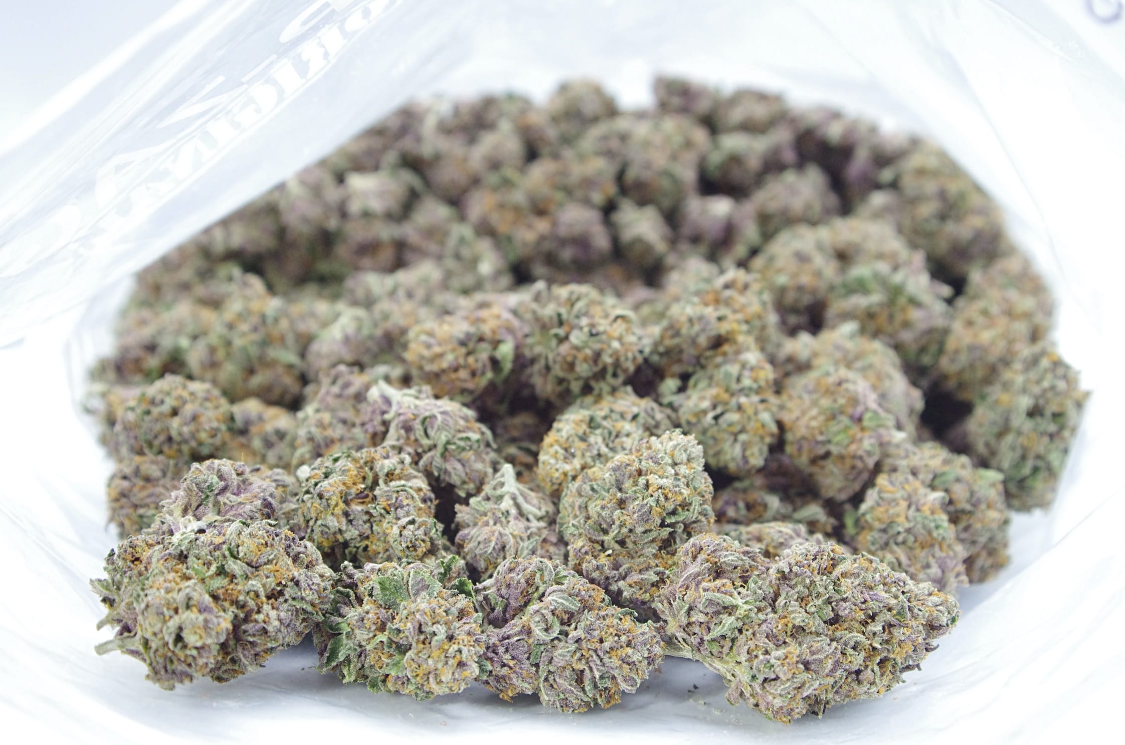 Baboons Ass (Oz Special) Hybrid anxiety Baboons Ass (Oz Special) Hybrid anxiety