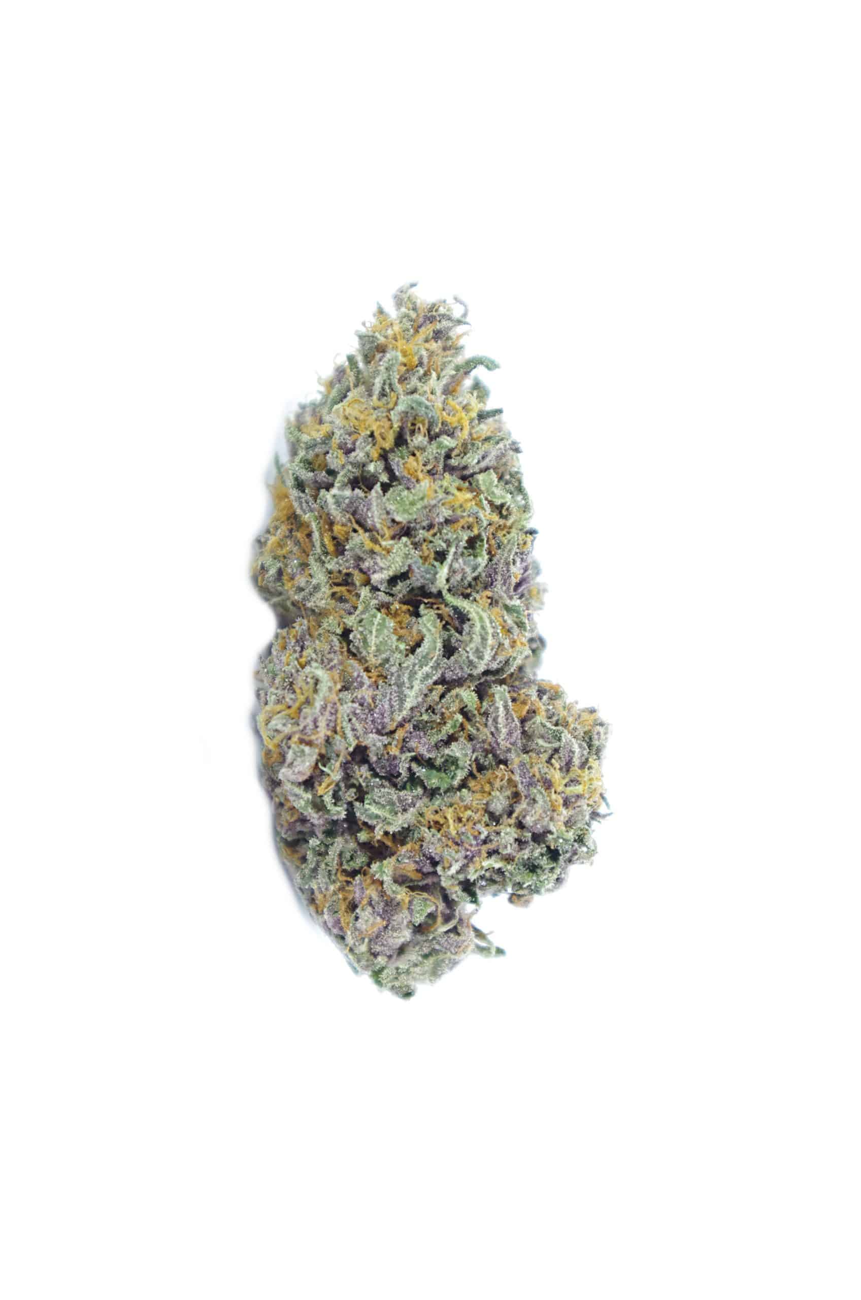 Baboons Ass (Oz Special) Hybrid anxiety Baboons Ass (Oz Special) Hybrid anxiety