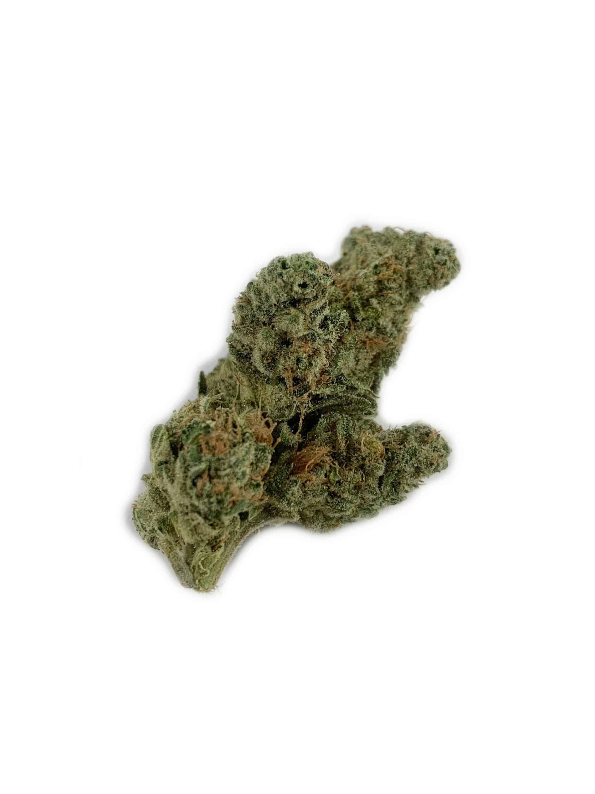 Chocolope #2 (Oz Special) Hybrid anxiety Chocolope #2 (Oz Special) Hybrid anxiety