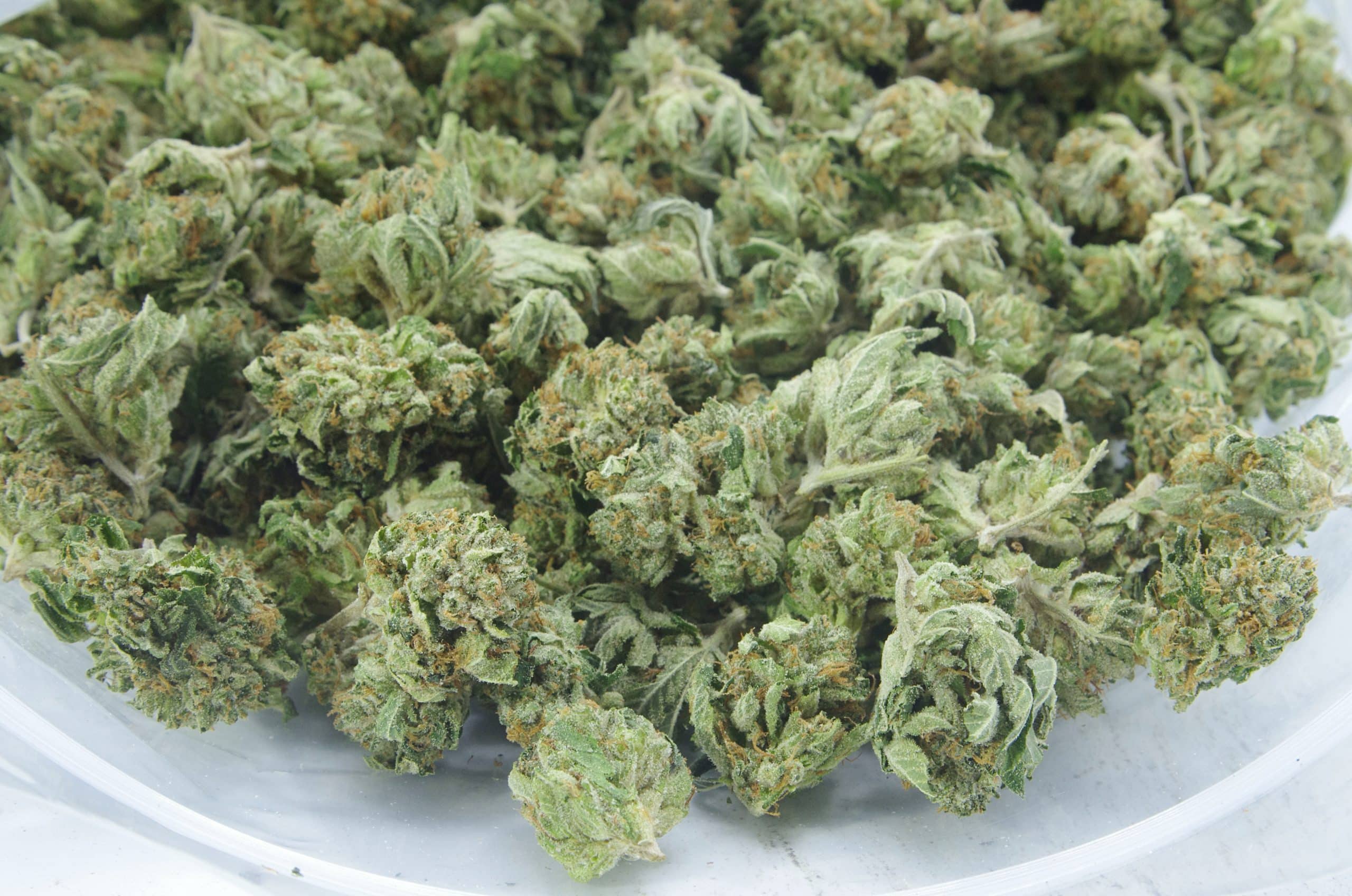 Comatose Mids (Oz Special) Indica anti-anxiety Comatose Mids (Oz Special) Indica anti-anxiety
