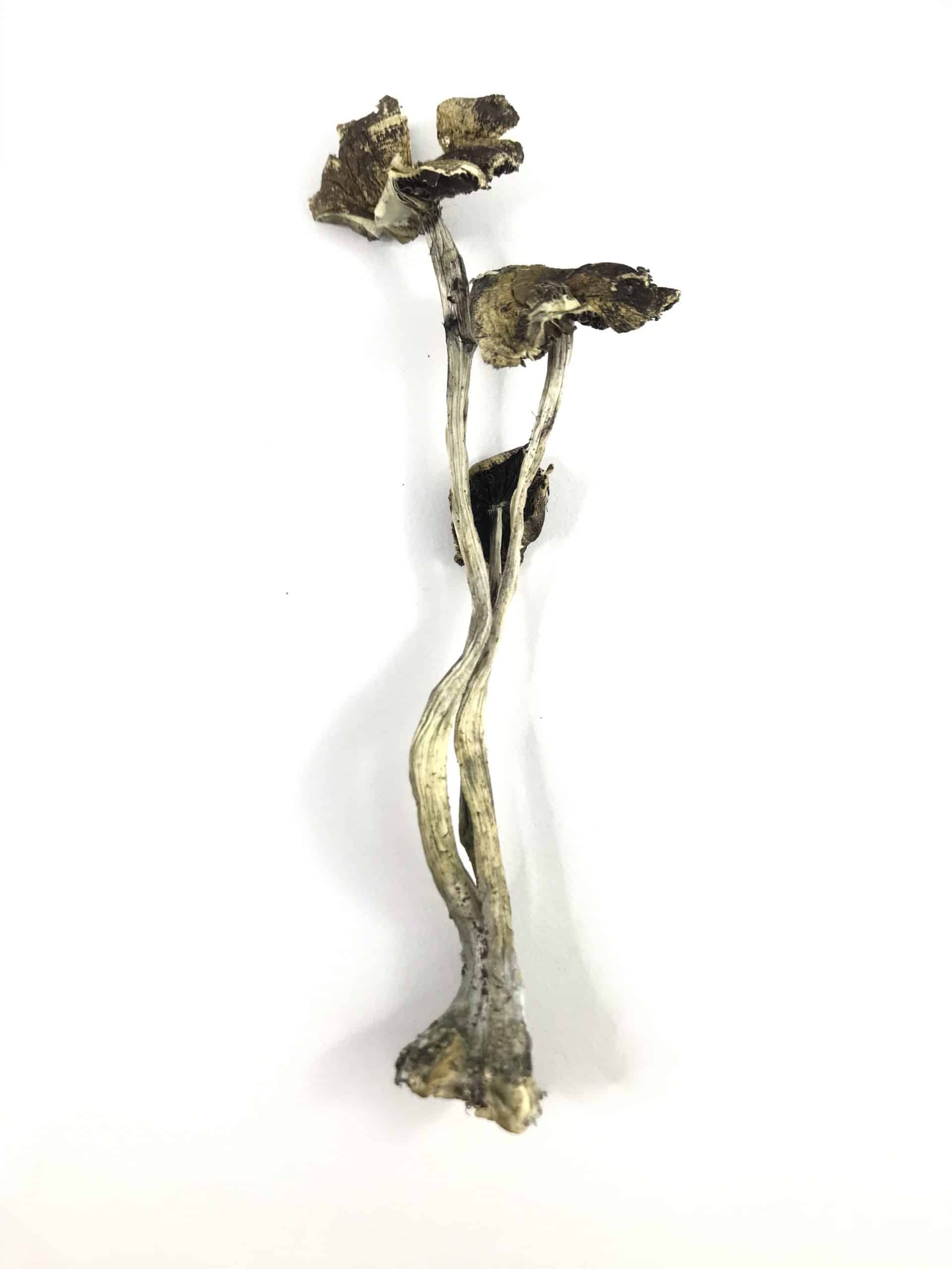 Daddy Long Legs (Oz Special) Psychedelics Daddy Long Legs (Oz Special) Psychedelics