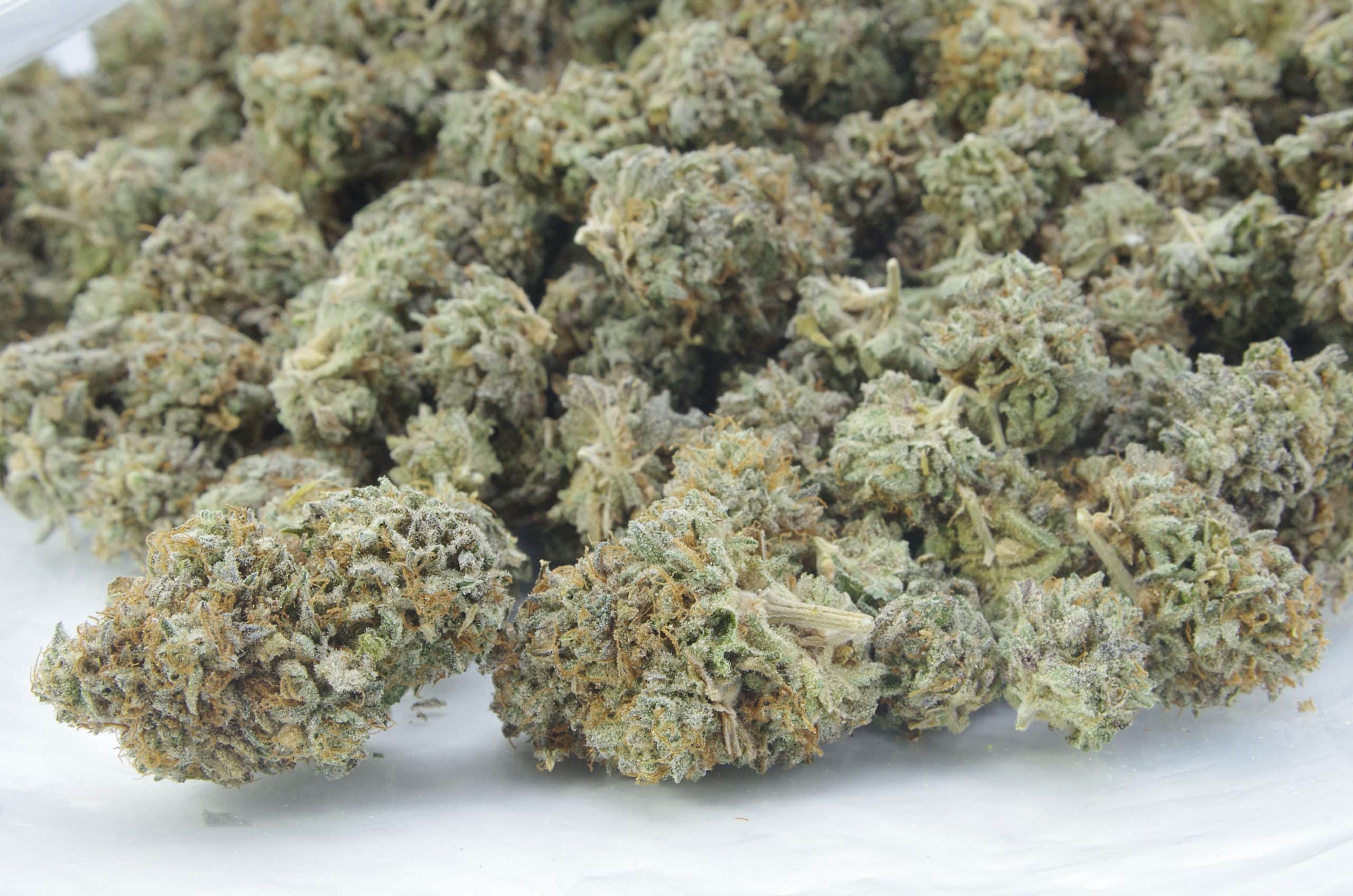 Glue Girl – LSO (Oz Special) All Strains anti-anxiety Glue Girl – LSO (Oz Special) All Strains anti-anxiety