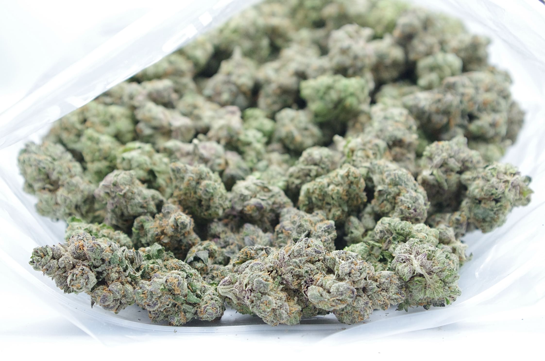 Forum Cut Cookies (Oz Special) Hybrid anxiety Forum Cut Cookies (Oz Special) Hybrid anxiety