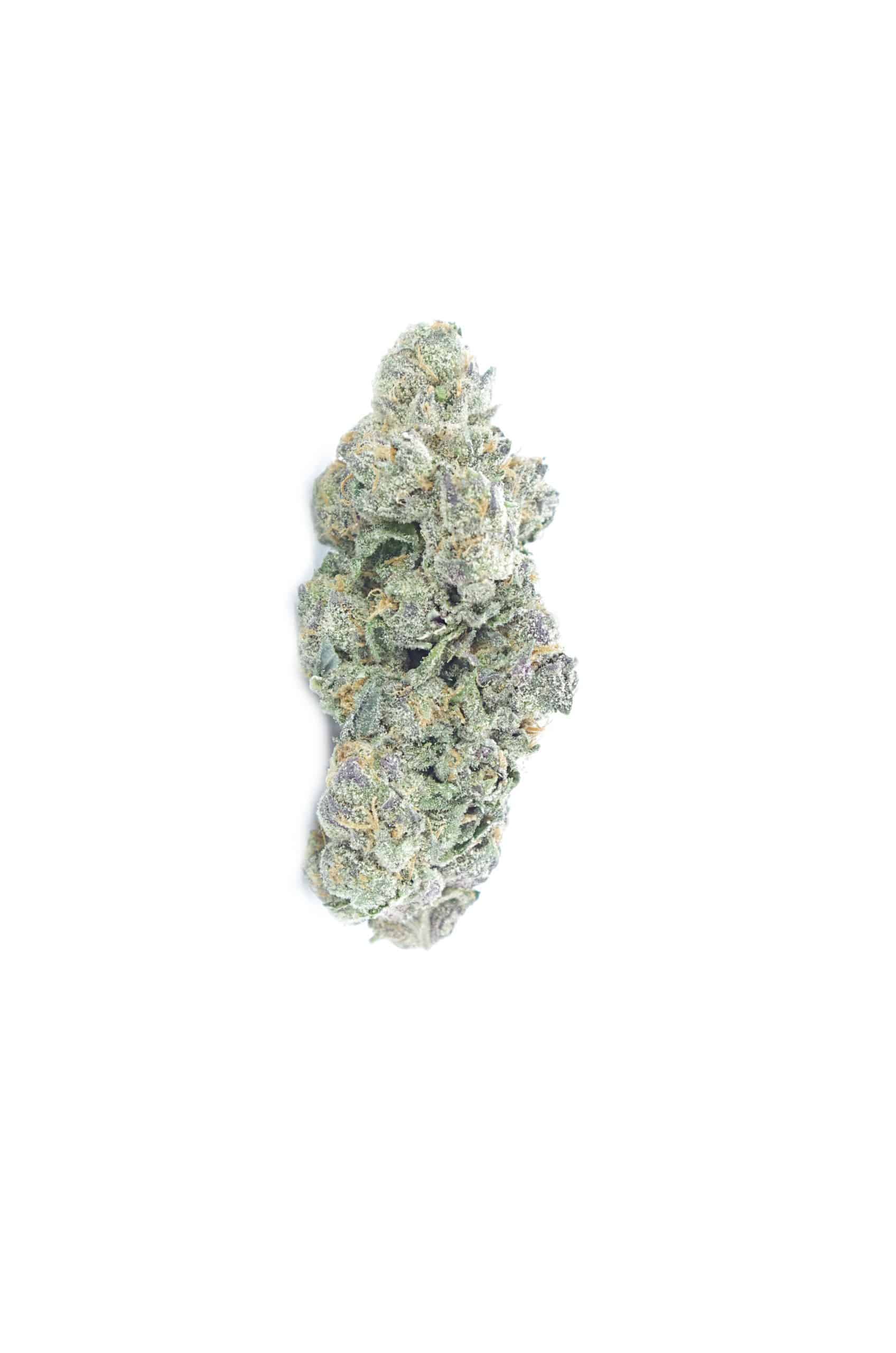 Forum Cut Cookies (Oz Special) Hybrid anxiety Forum Cut Cookies (Oz Special) Hybrid anxiety