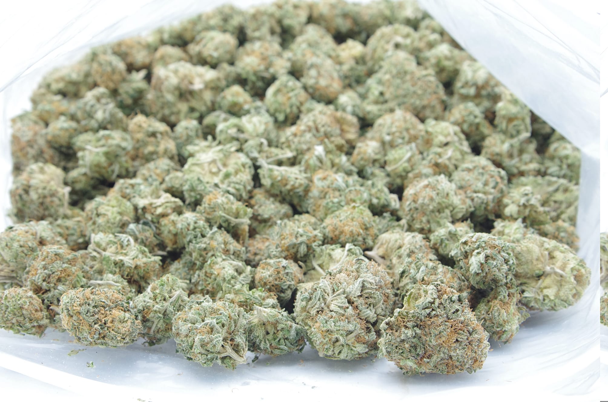 Gods Green Crack (Oz Special) Hybrid anti-anxiety Gods Green Crack (Oz Special) Hybrid anti-anxiety