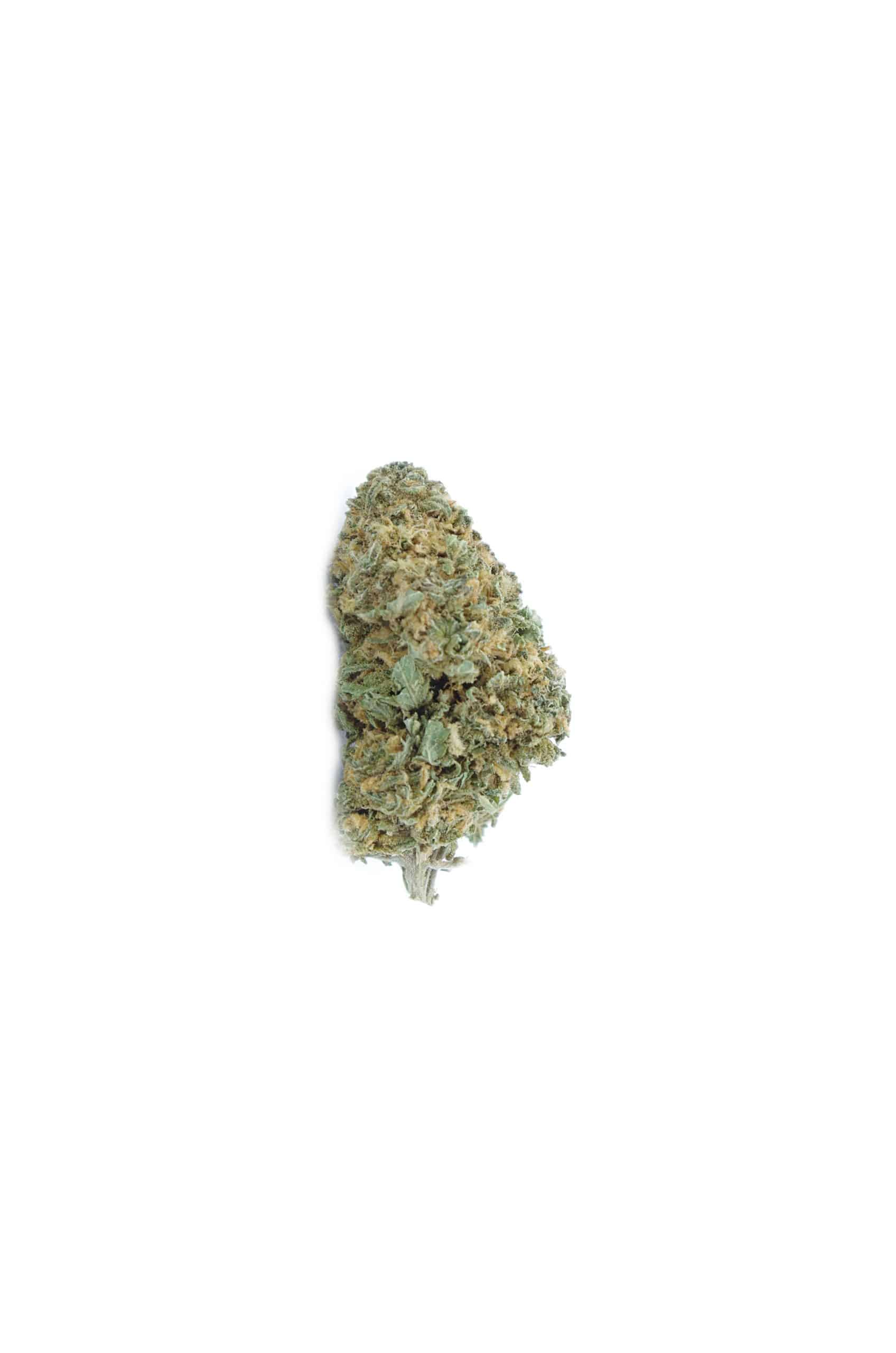GSC (Oz Special) Hybrid anti-anxiety GSC (Oz Special) Hybrid anti-anxiety