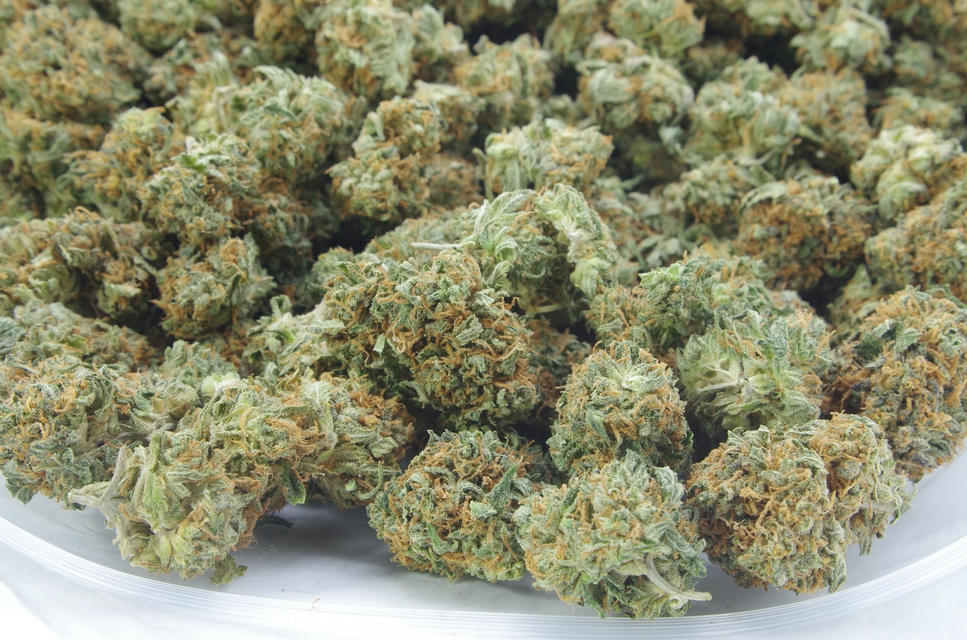 Grease Monkey (Oz Special) Hybrid anti-anxiety Grease Monkey (Oz Special) Hybrid anti-anxiety