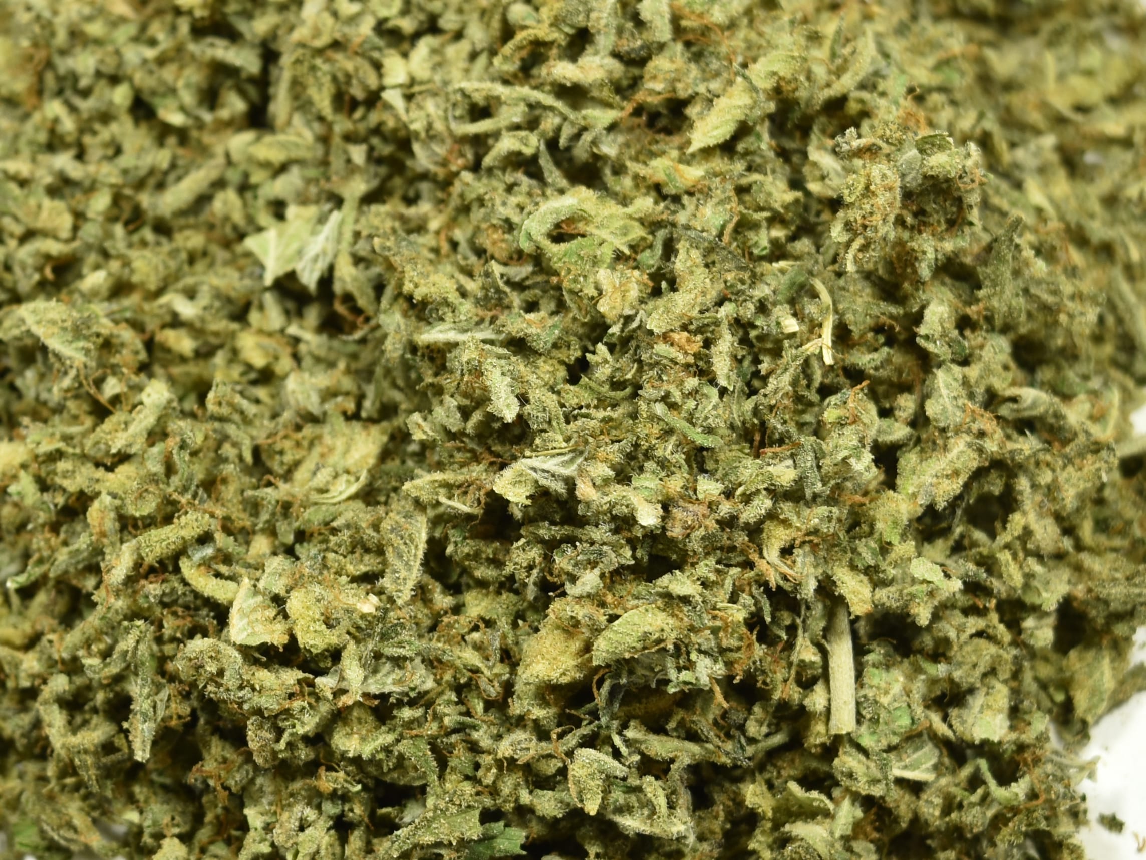 Master Kush – Shake Oz anxiety Master Kush – Shake Oz anxiety