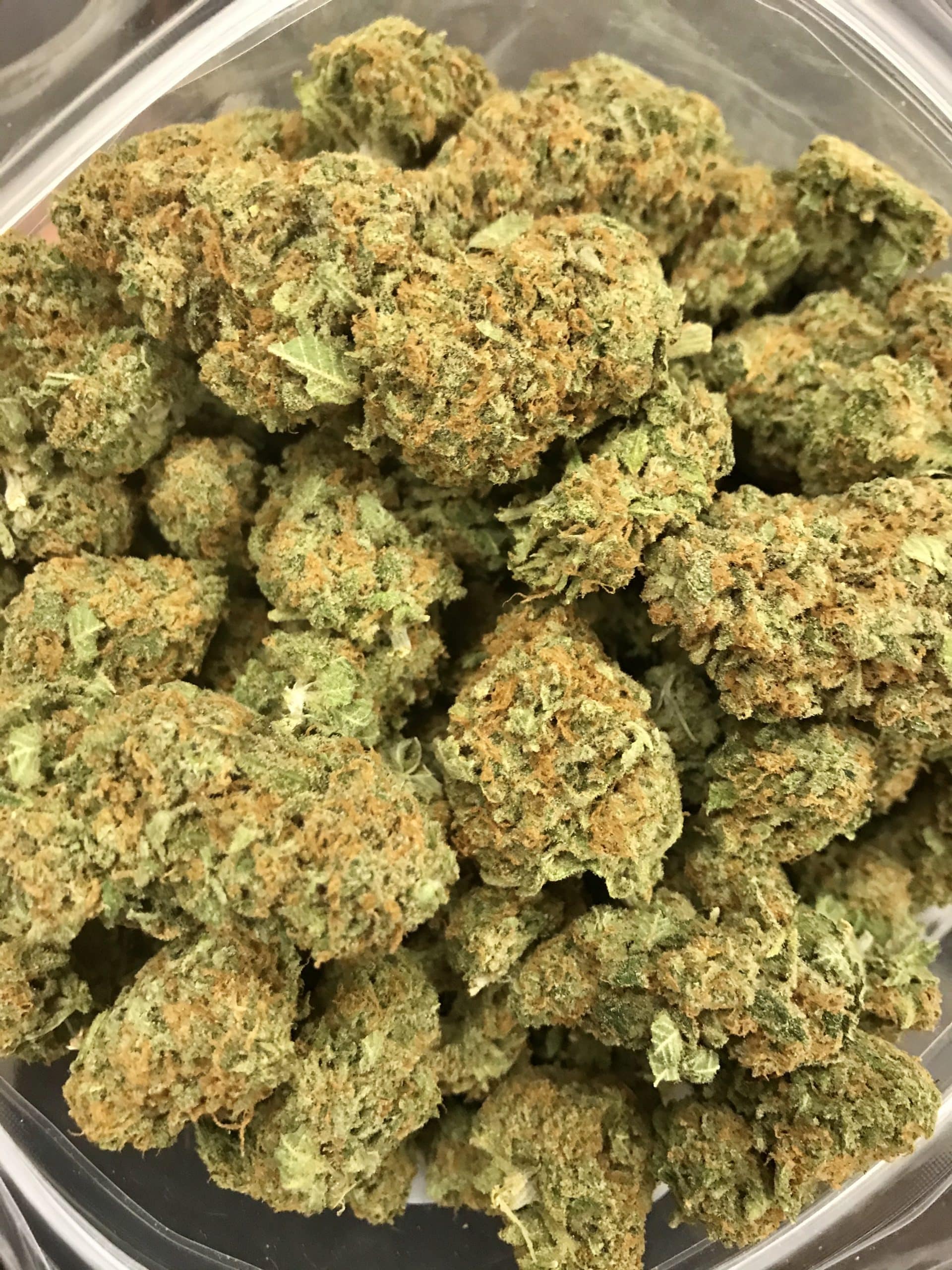 Mango Cookies (Oz Special) Hybrid anxiety Mango Cookies (Oz Special) Hybrid anxiety