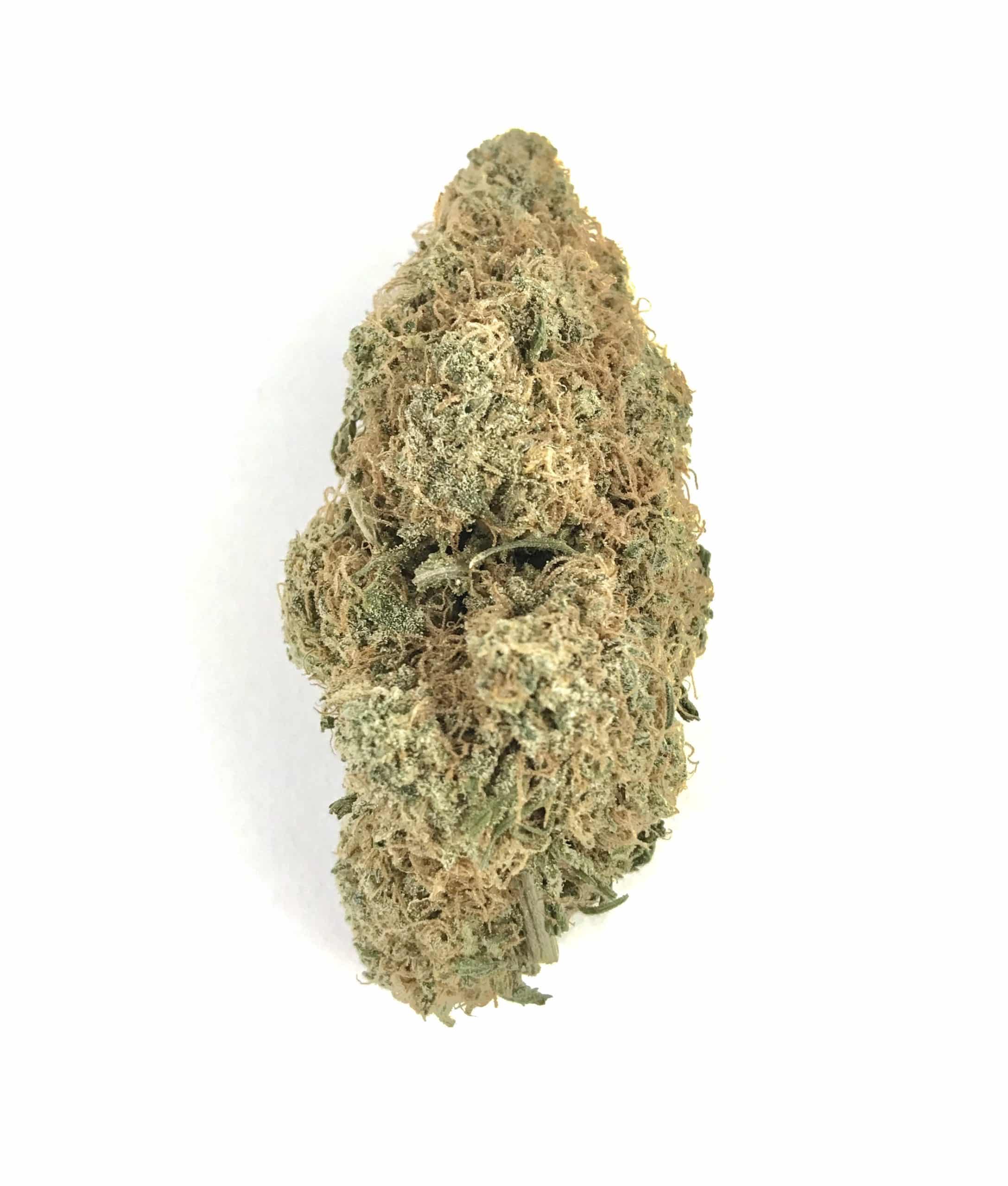 Gelato (Oz Special) Hybrid anxiety Gelato (Oz Special) Hybrid anxiety