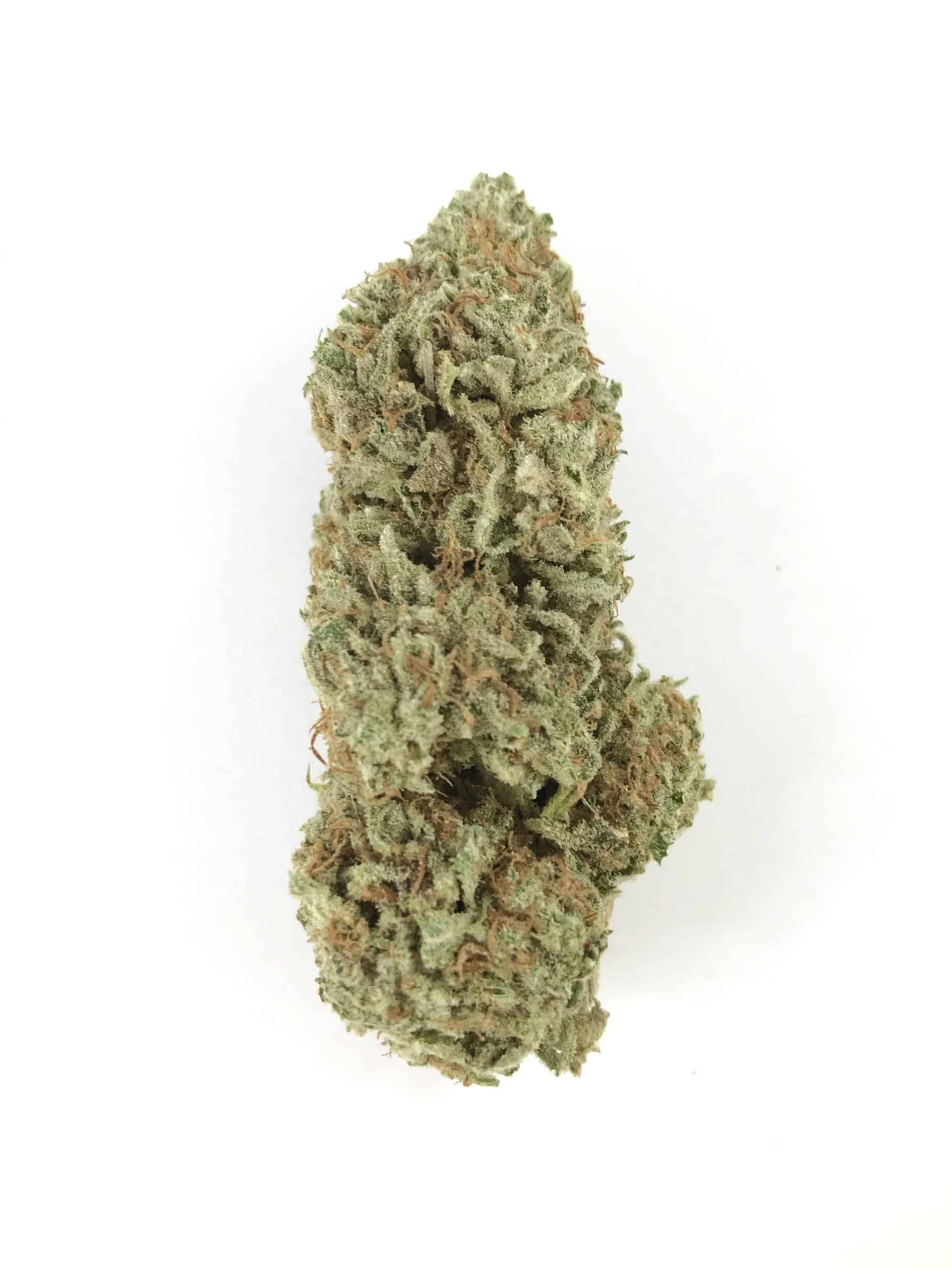 Chocolope (Oz Special) Hybrid anxiety Chocolope (Oz Special) Hybrid anxiety