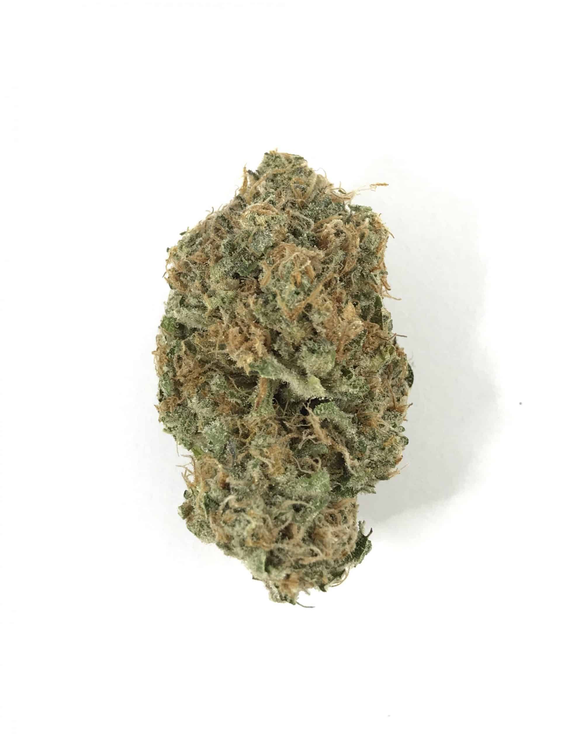 King Tut (Oz Special) Hybrid anxiety King Tut (Oz Special) Hybrid anxiety