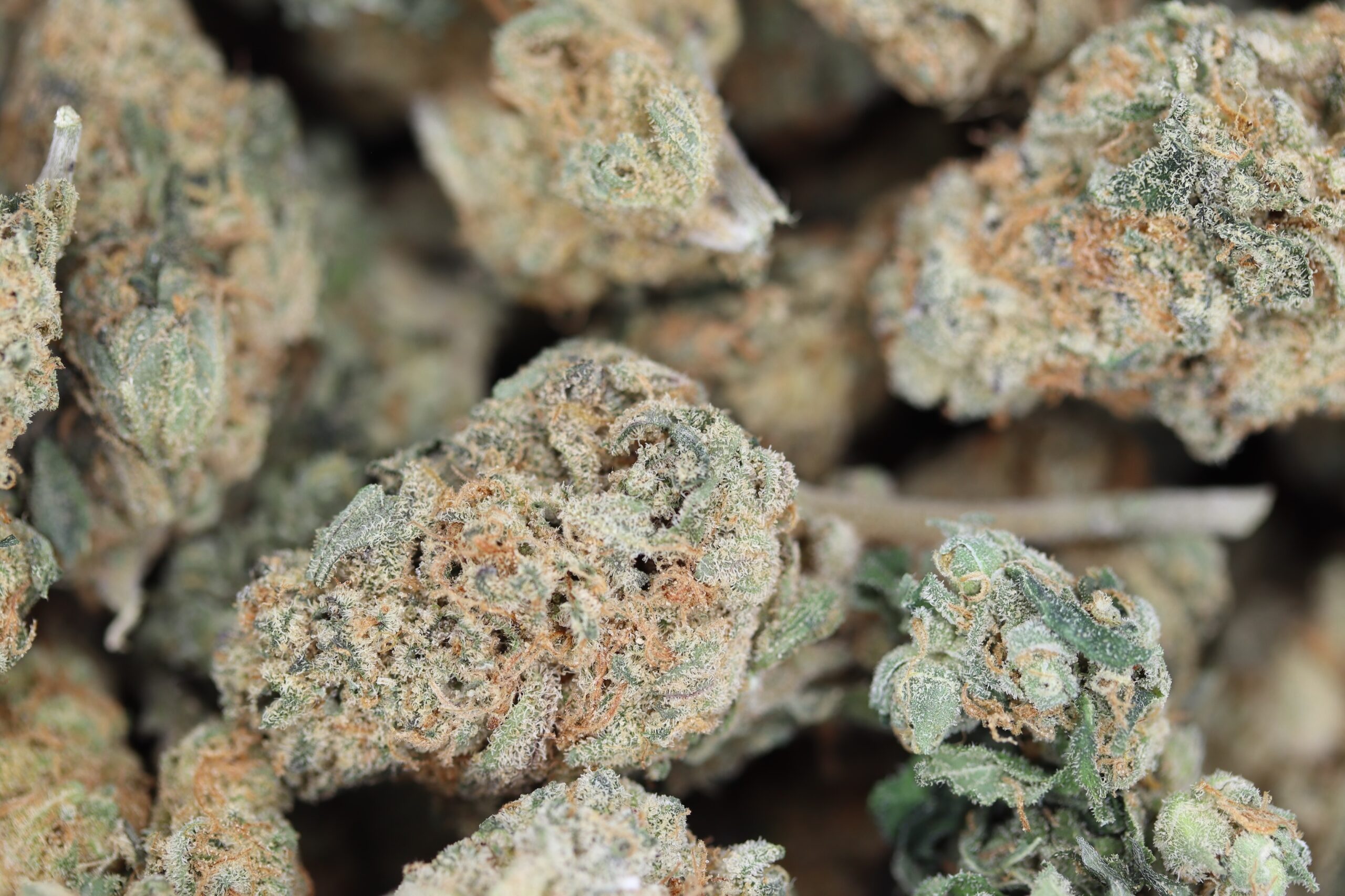Ice Cream (1/2lb) Bulk Cannabis Flower Ice Cream (1/2lb) Bulk Cannabis Flower