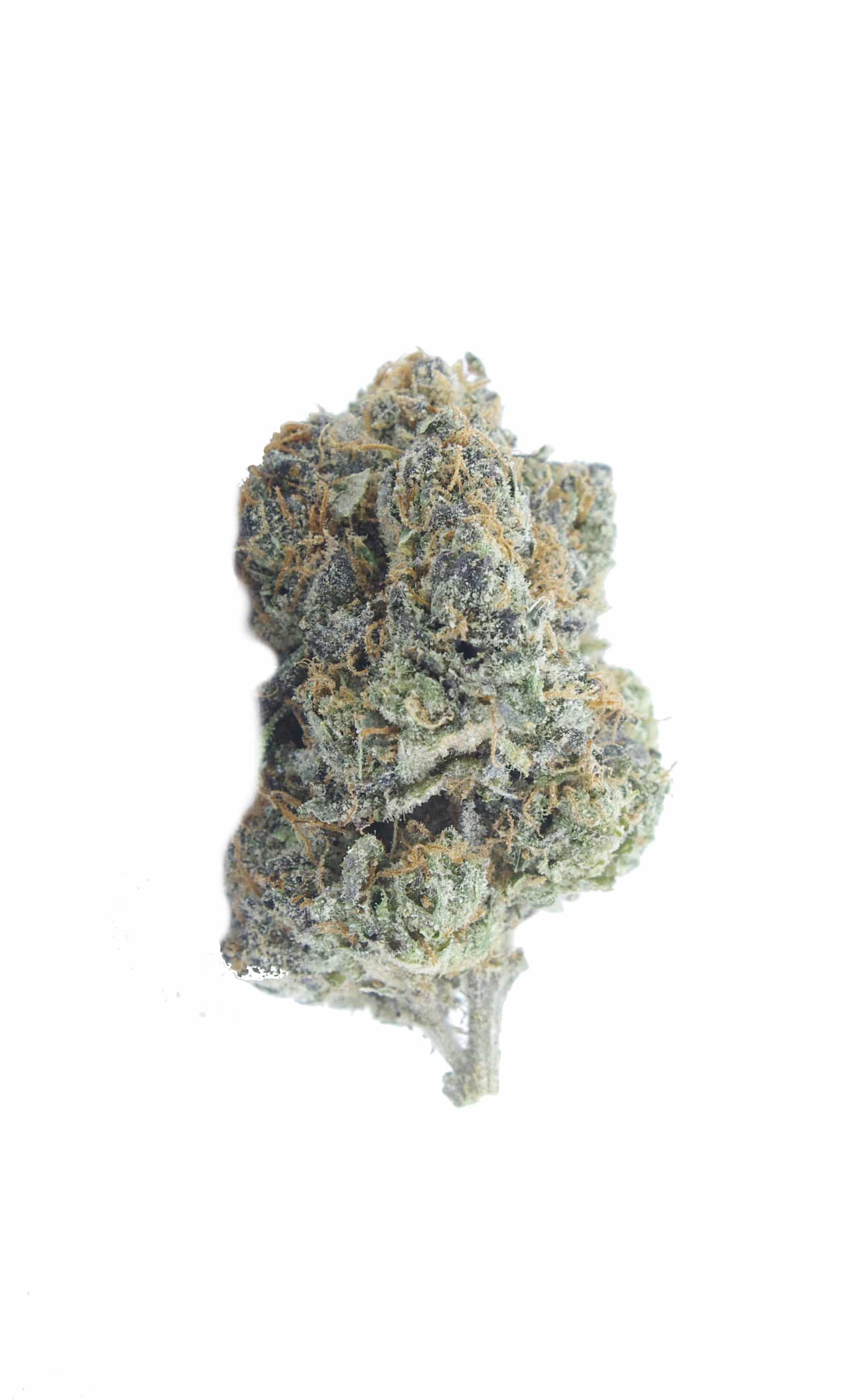 Jet Fuel Gelato Oz Special Hybrid Jet Fuel Gelato Oz Special Hybrid