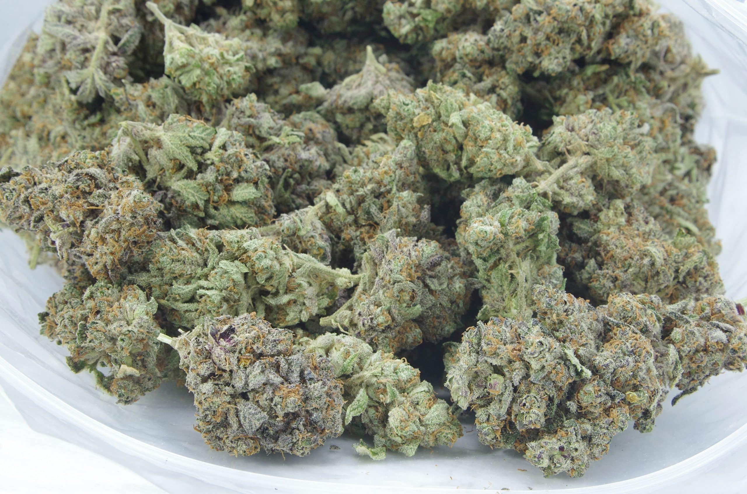 Jungle Cookies (Oz Special) All Strains anti-anxiety Jungle Cookies (Oz Special) All Strains anti-anxiety