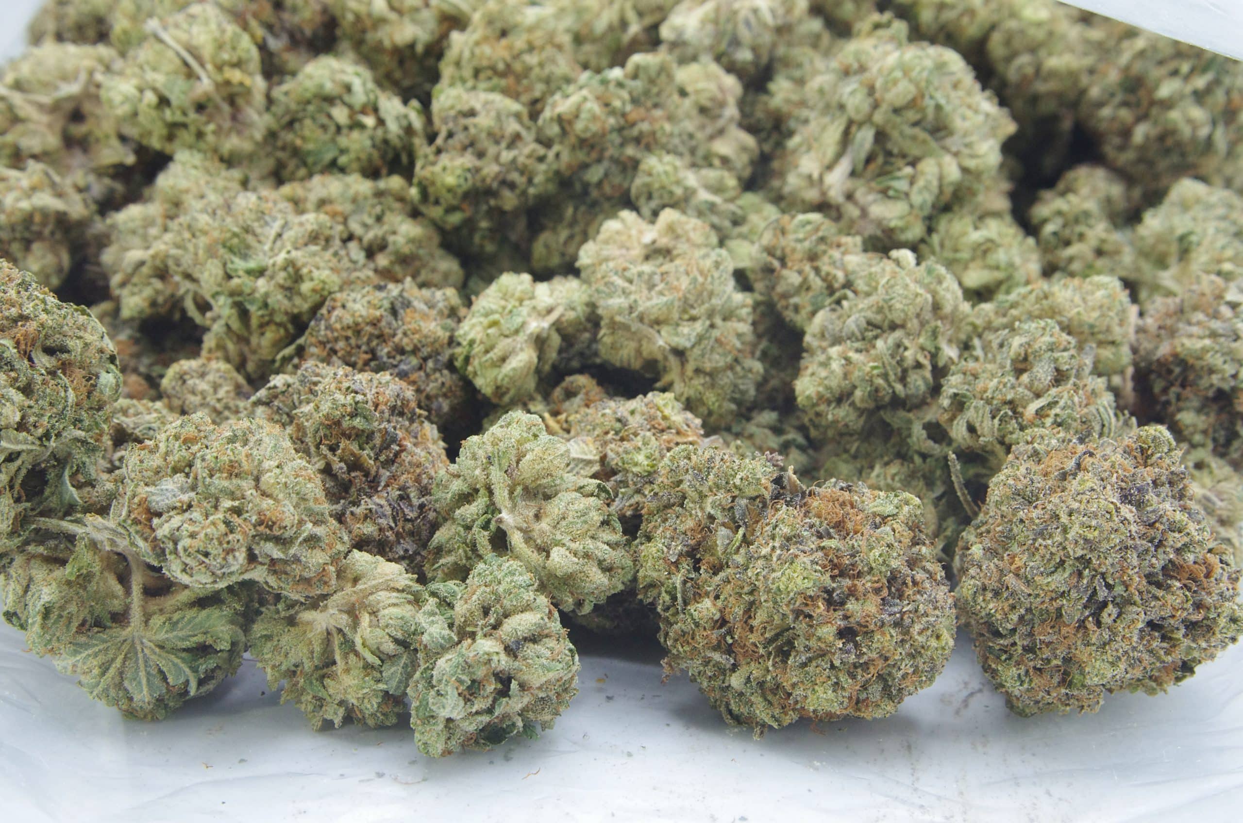 King Louis (Oz Special) Indica anxiety King Louis (Oz Special) Indica anxiety