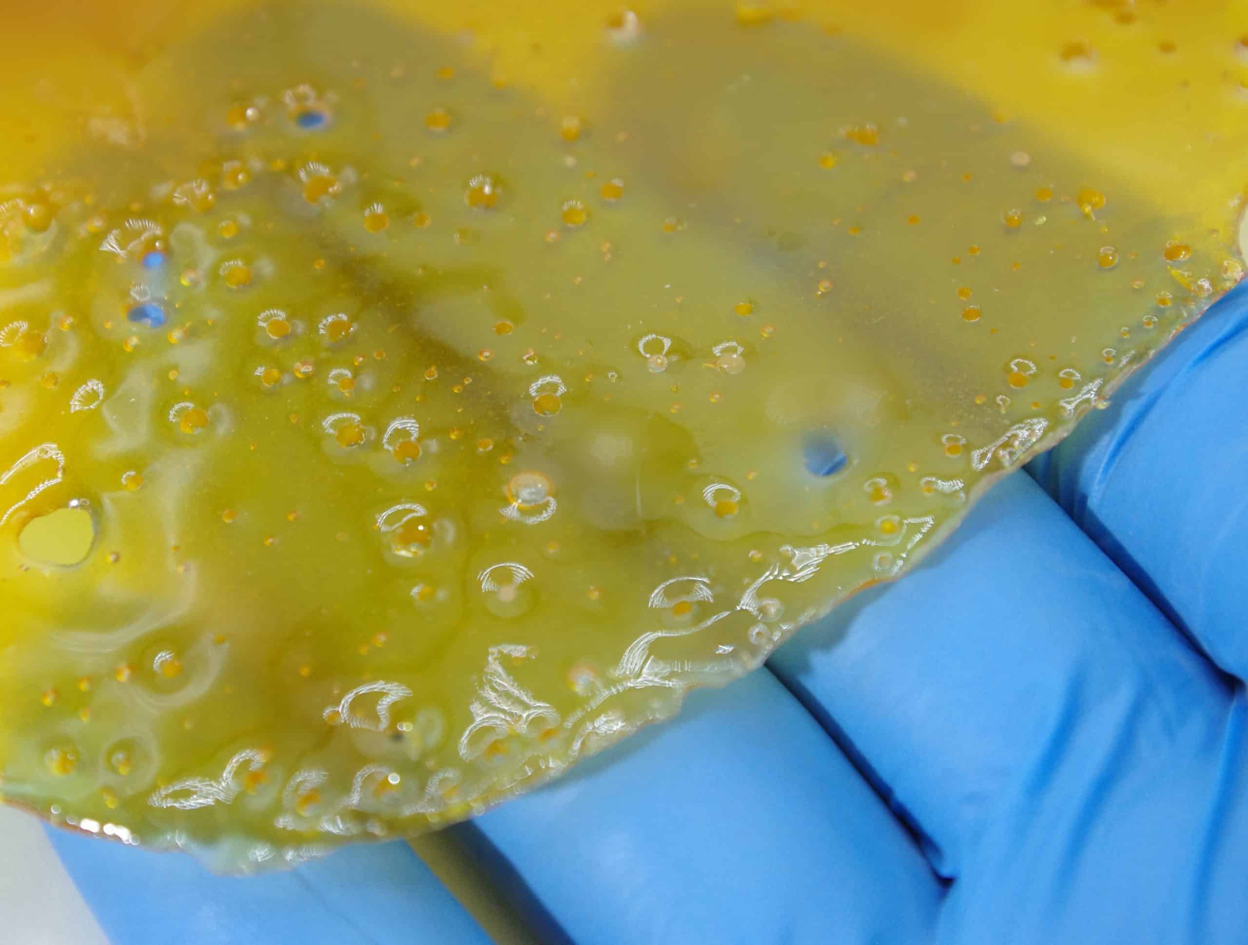 Larry Bird Shatter Concentrates Larry Bird Shatter Concentrates