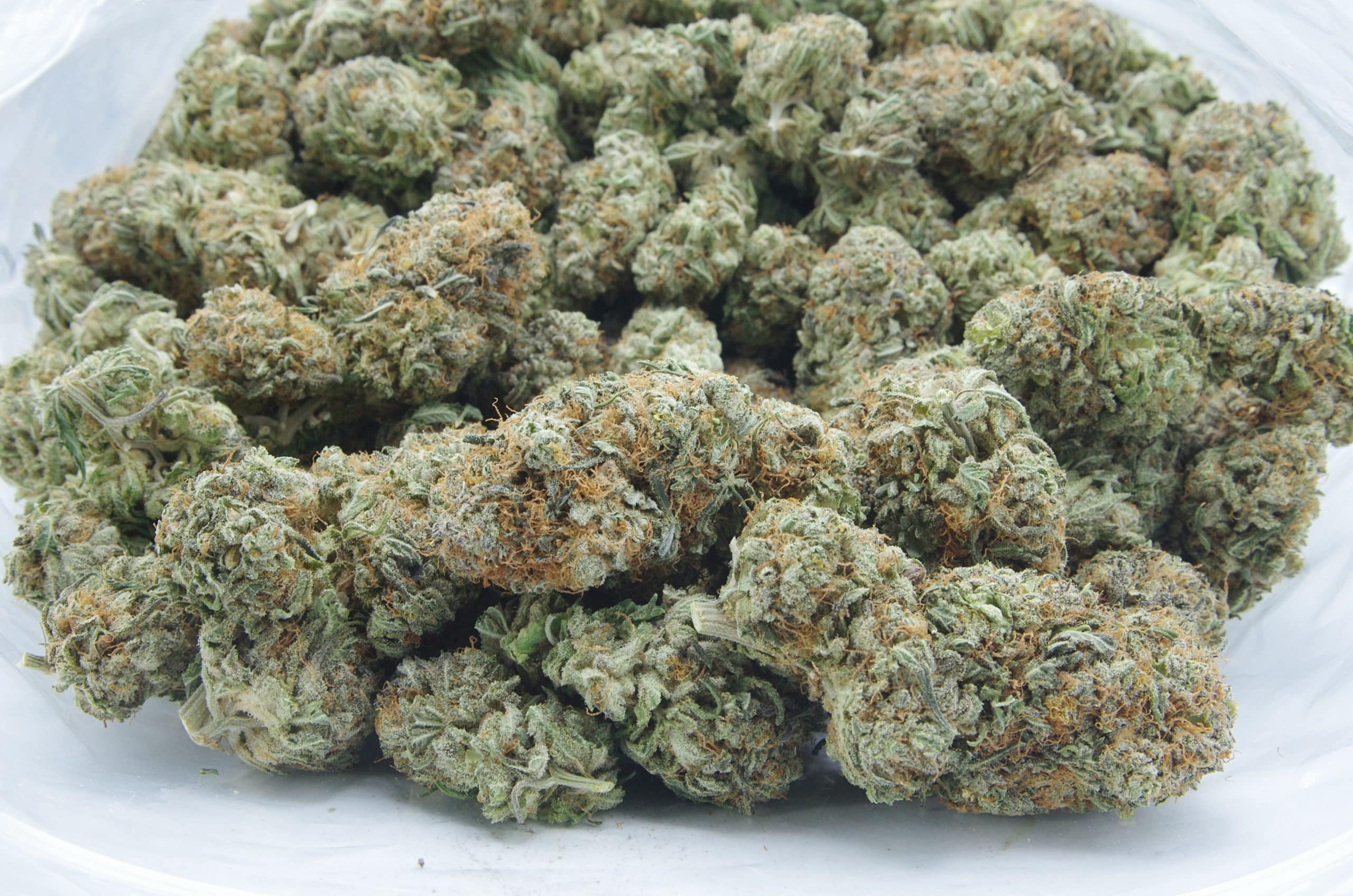 MacFlurry (Oz Special) Hybrid anxiety MacFlurry (Oz Special) Hybrid anxiety