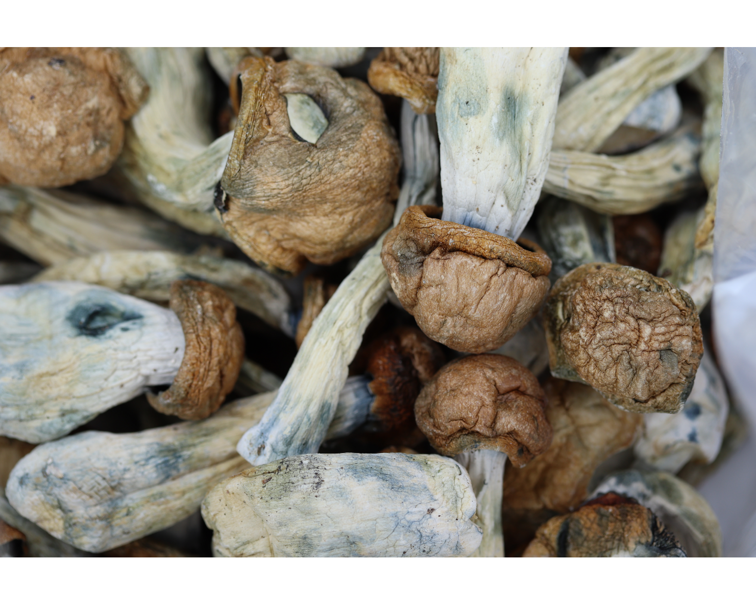 Makilla Gorilla Mushrooms Makilla Gorilla Makilla Gorilla Mushrooms Makilla Gorilla