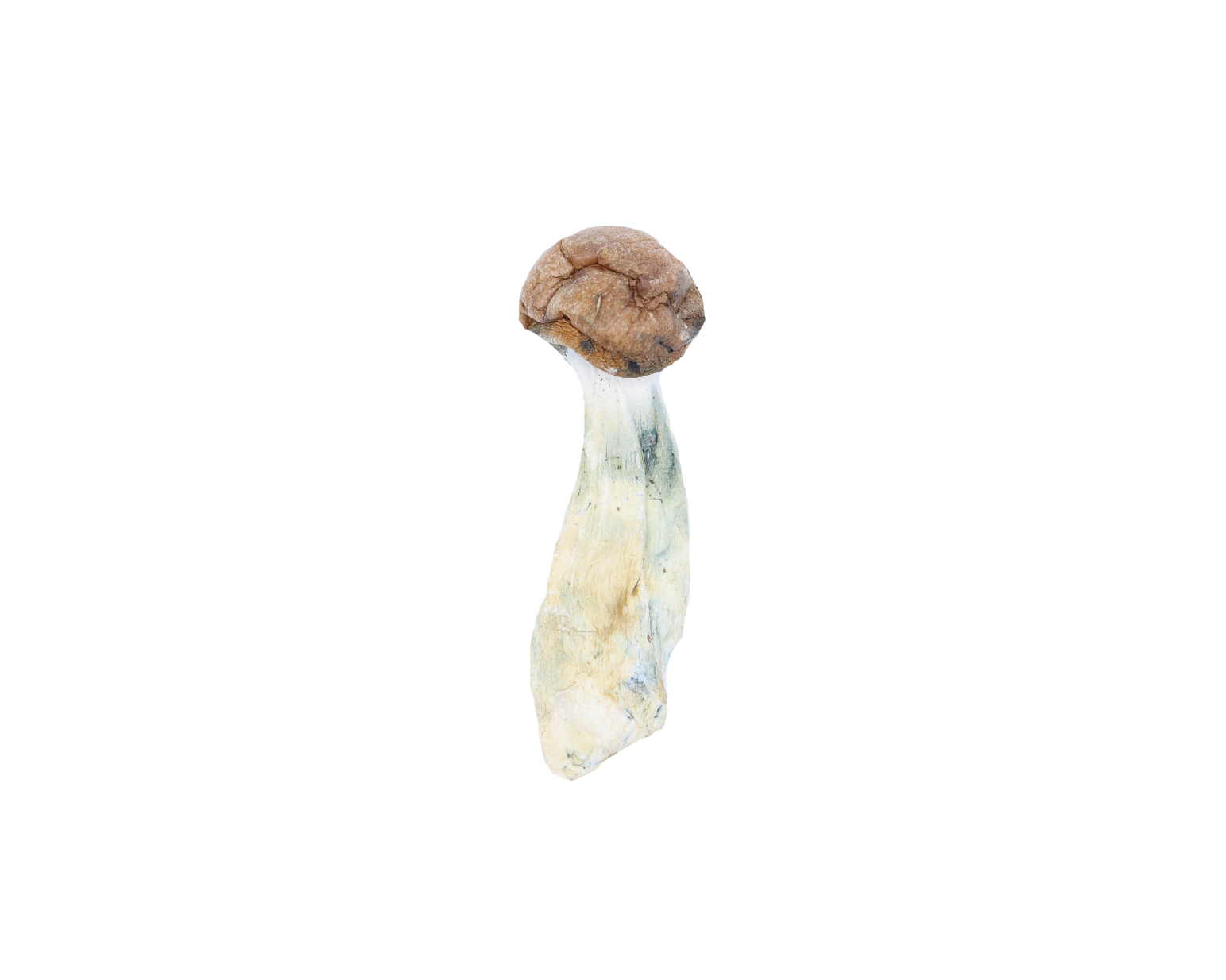 Makilla Gorilla Mushrooms Makilla Gorilla Makilla Gorilla Mushrooms Makilla Gorilla