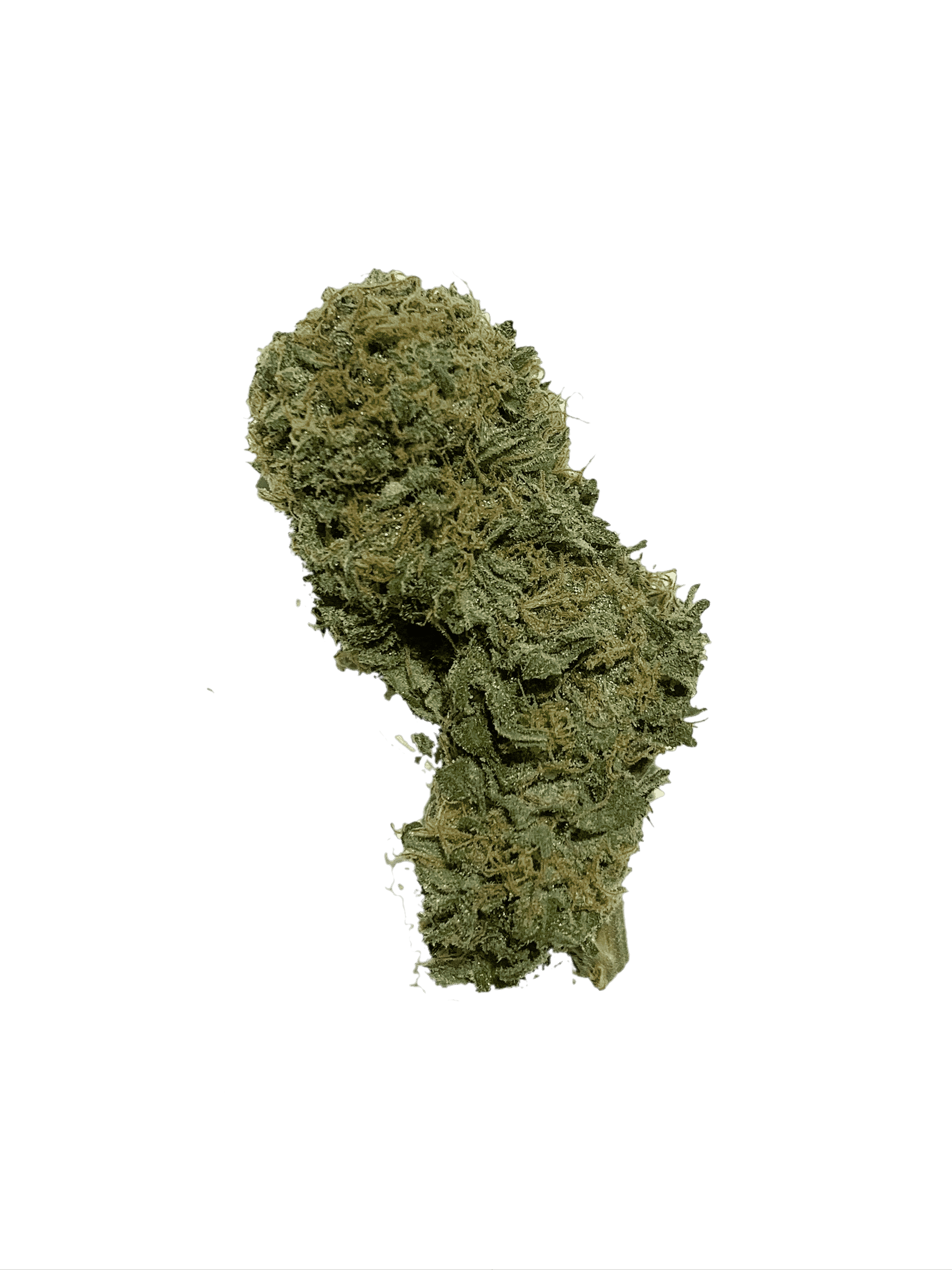 Mango Haze (Oz Special) Hybrid anxiety Mango Haze (Oz Special) Hybrid anxiety