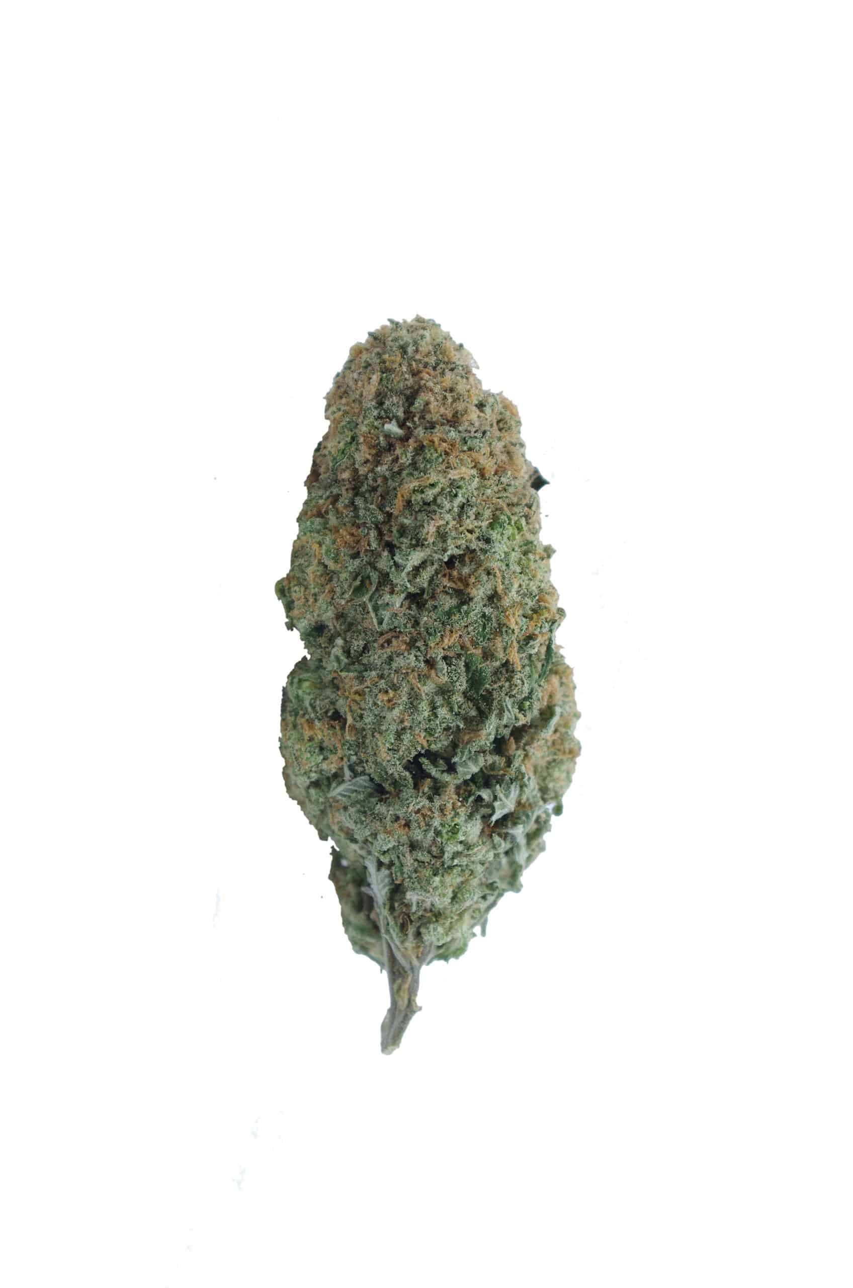 Mango Peyote (Oz Special) Hybrid anti-anxiety Mango Peyote (Oz Special) Hybrid anti-anxiety