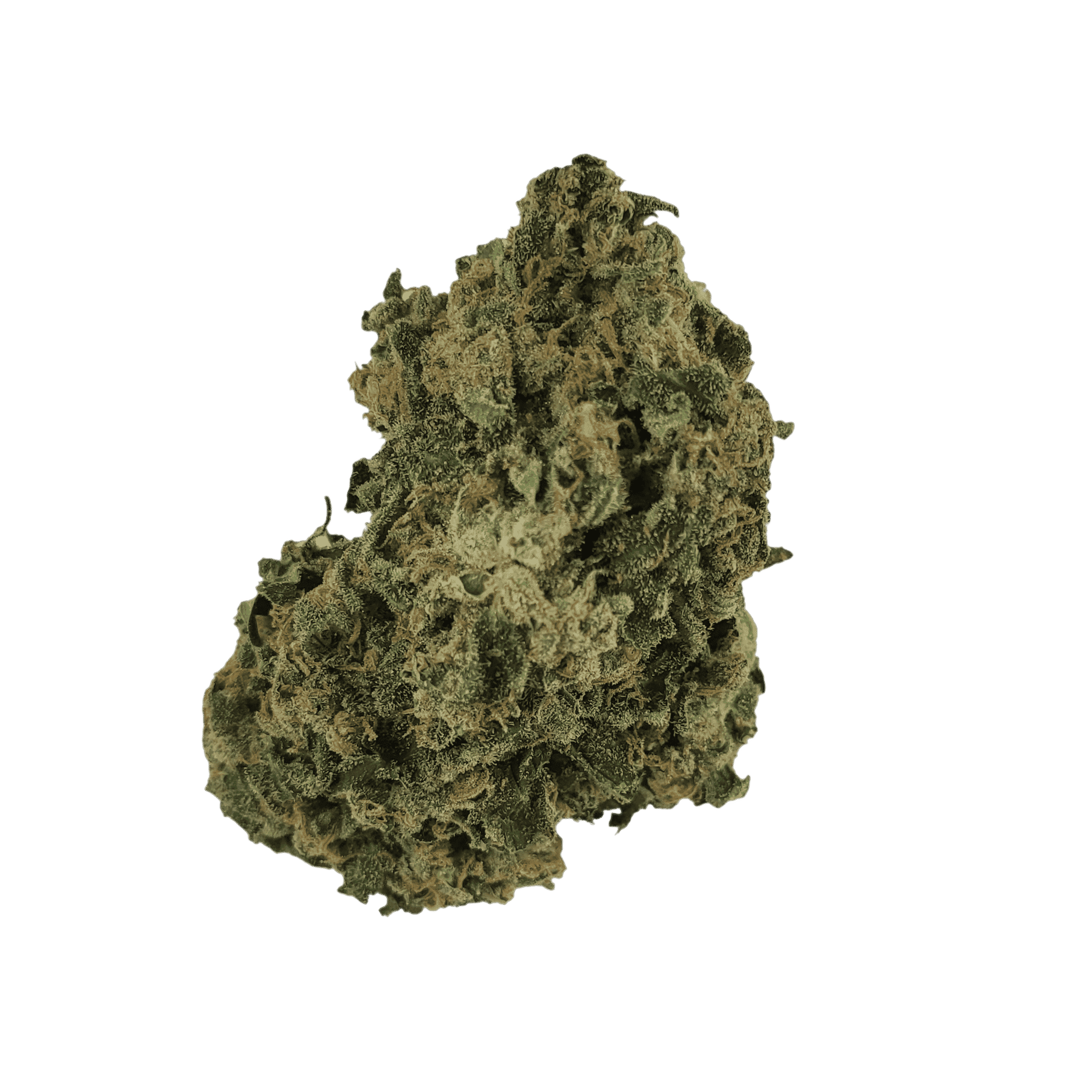 Moby Dick (Oz Special) Hybrid anxiety Moby Dick (Oz Special) Hybrid anxiety