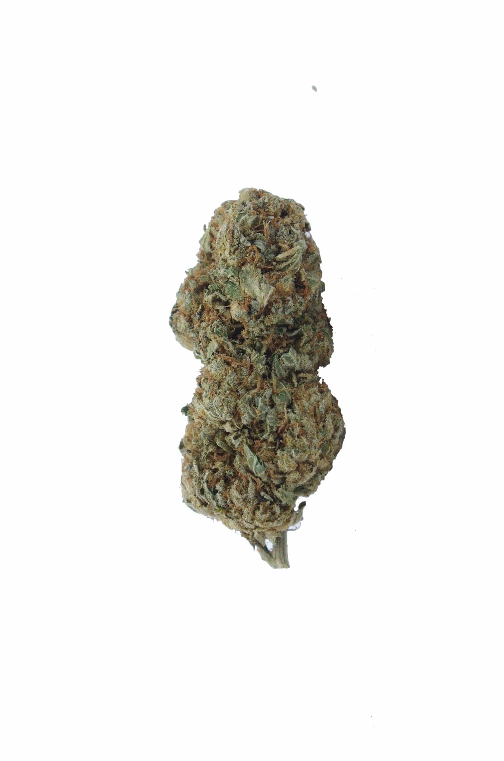 Northern Lights Hashplant (Grams) All Strains anti-anxiety Northern Lights Hashplant (Grams) All Strains anti-anxiety