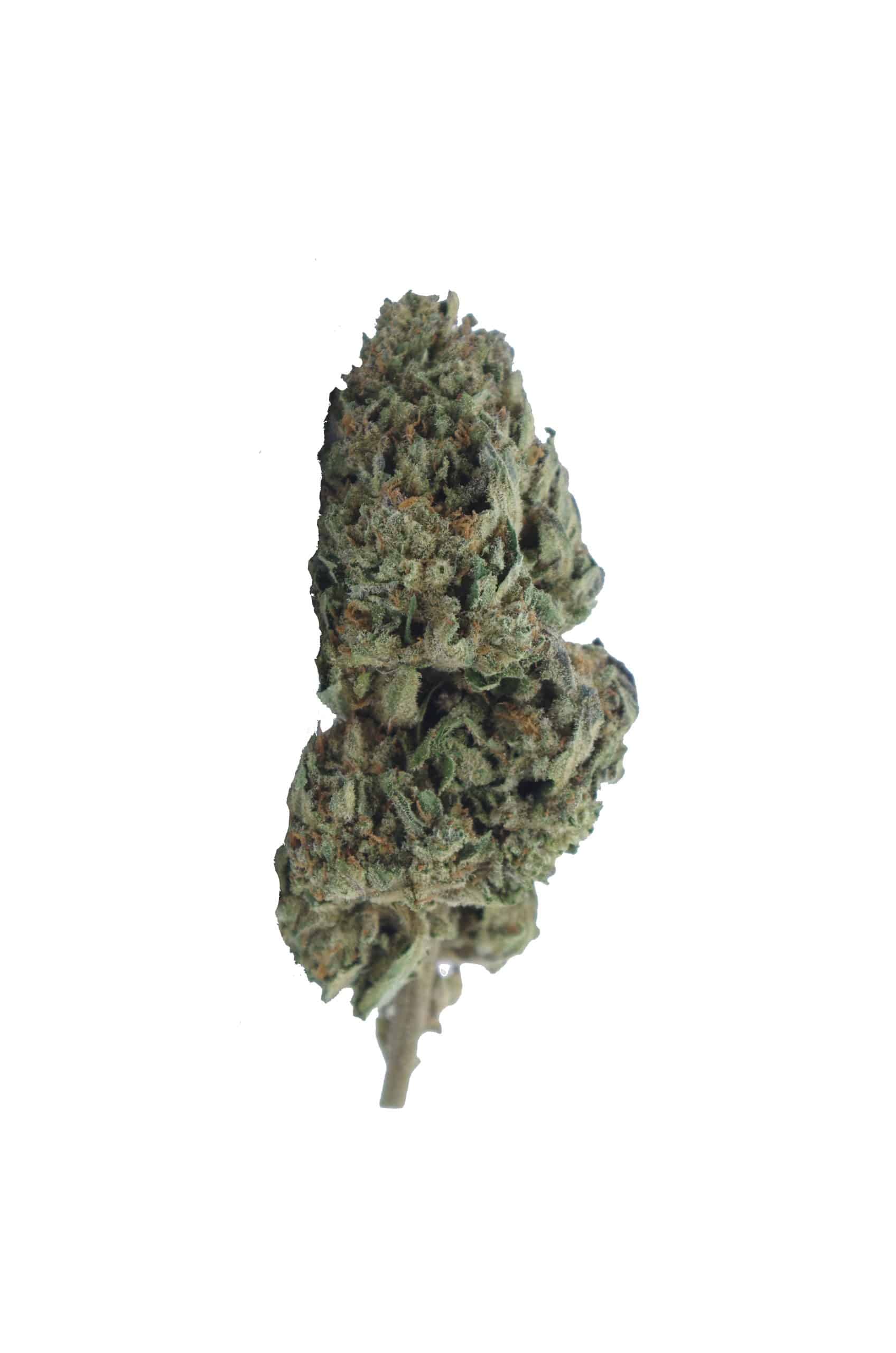 Northern Lights (Oz Special) All Strains anti-anxiety Northern Lights (Oz Special) All Strains anti-anxiety