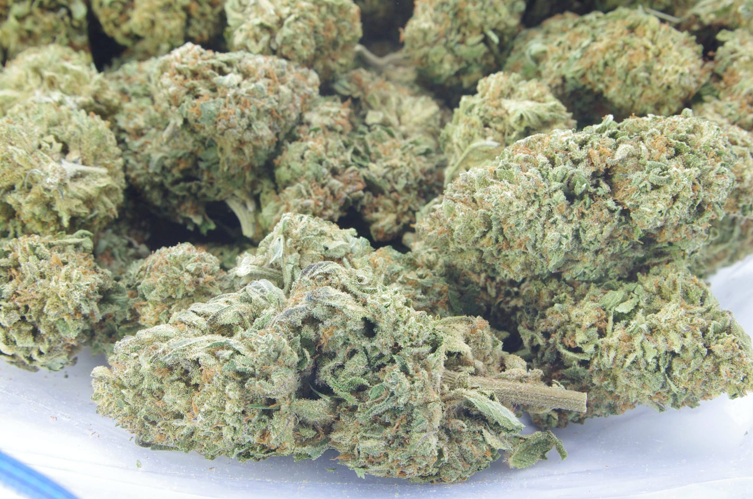 Northern Lights (Oz Special) All Strains anti-anxiety Northern Lights (Oz Special) All Strains anti-anxiety