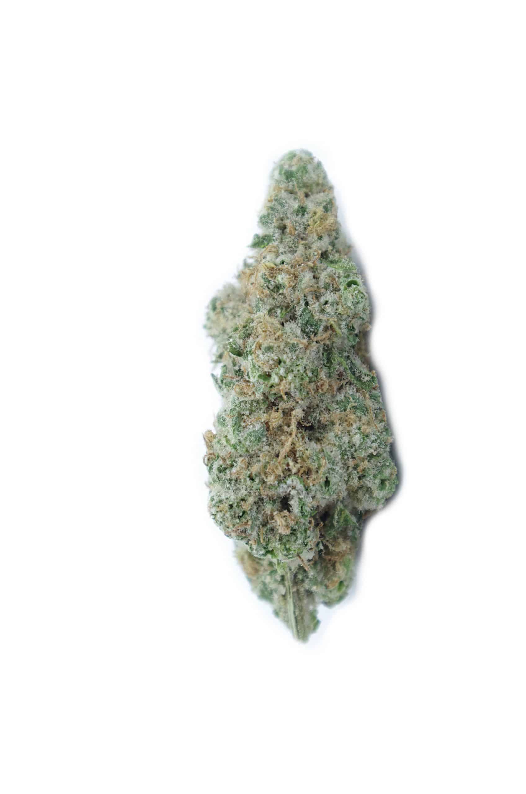 Peach Gelato (Oz Special) Hybrid anxiety Peach Gelato (Oz Special) Hybrid anxiety