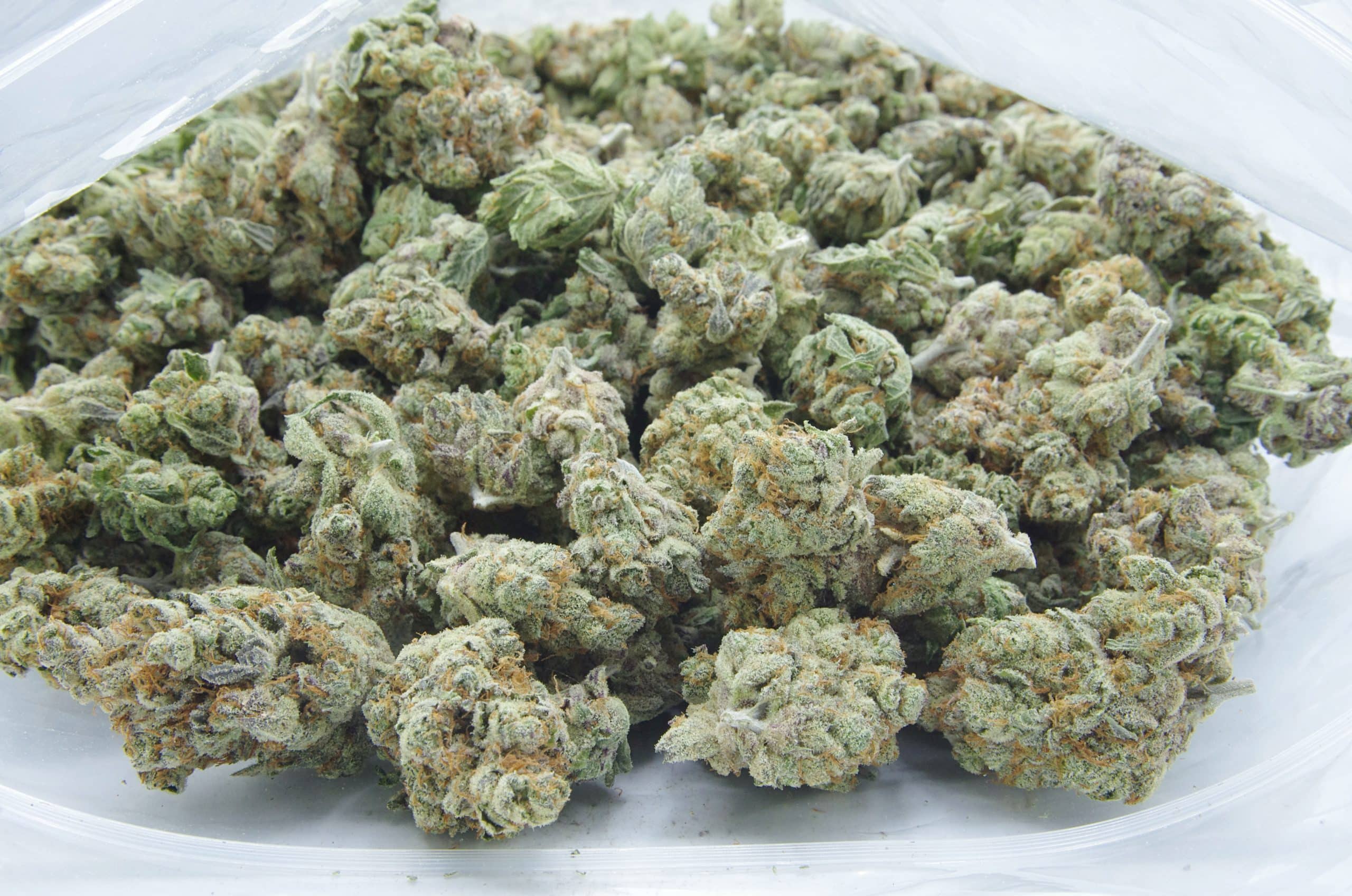 Peach Tree (Oz Special) Hybrid anti-anxiety Peach Tree (Oz Special) Hybrid anti-anxiety