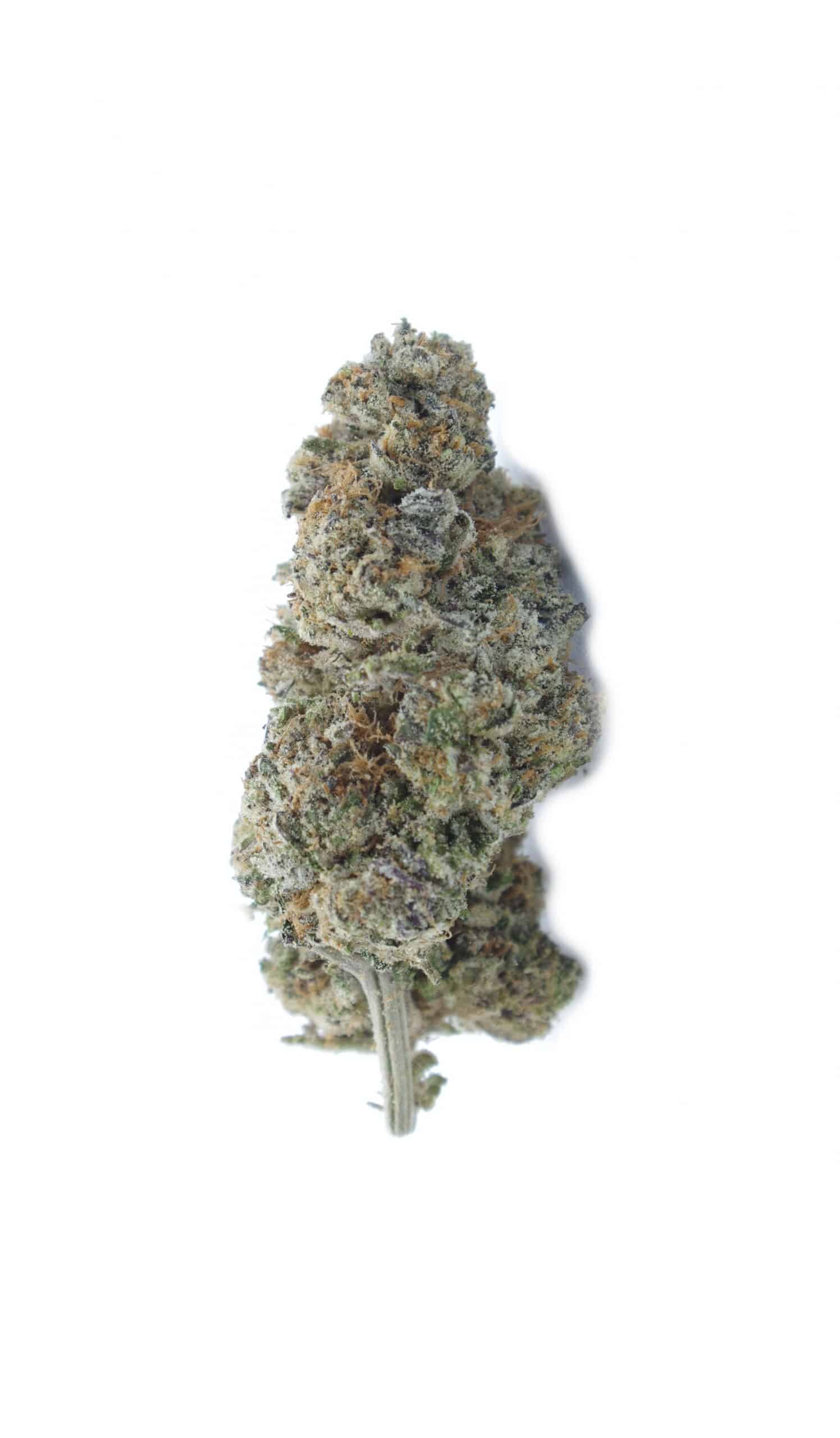 Platinum Cookies (Oz Special) Hybrid anti-anxiety Platinum Cookies (Oz Special) Hybrid anti-anxiety