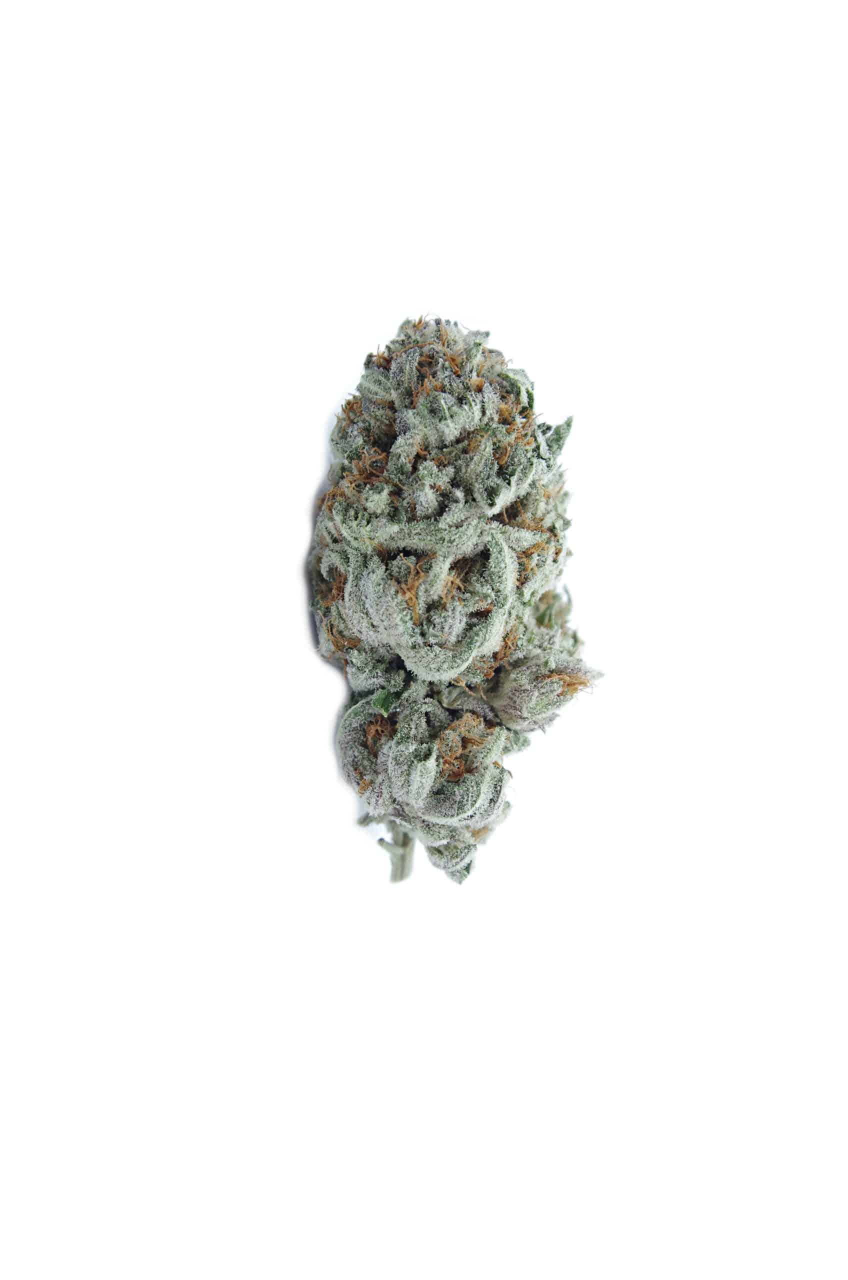 Purple Space Cookies (Oz Special) Hybrid anxiety Purple Space Cookies (Oz Special) Hybrid anxiety