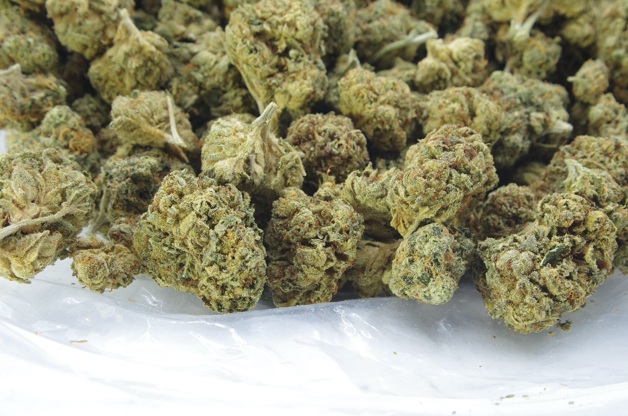 Hash Plant (Oz Special) All Strains anti-anxiety Hash Plant (Oz Special) All Strains anti-anxiety
