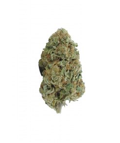 buy scout master online