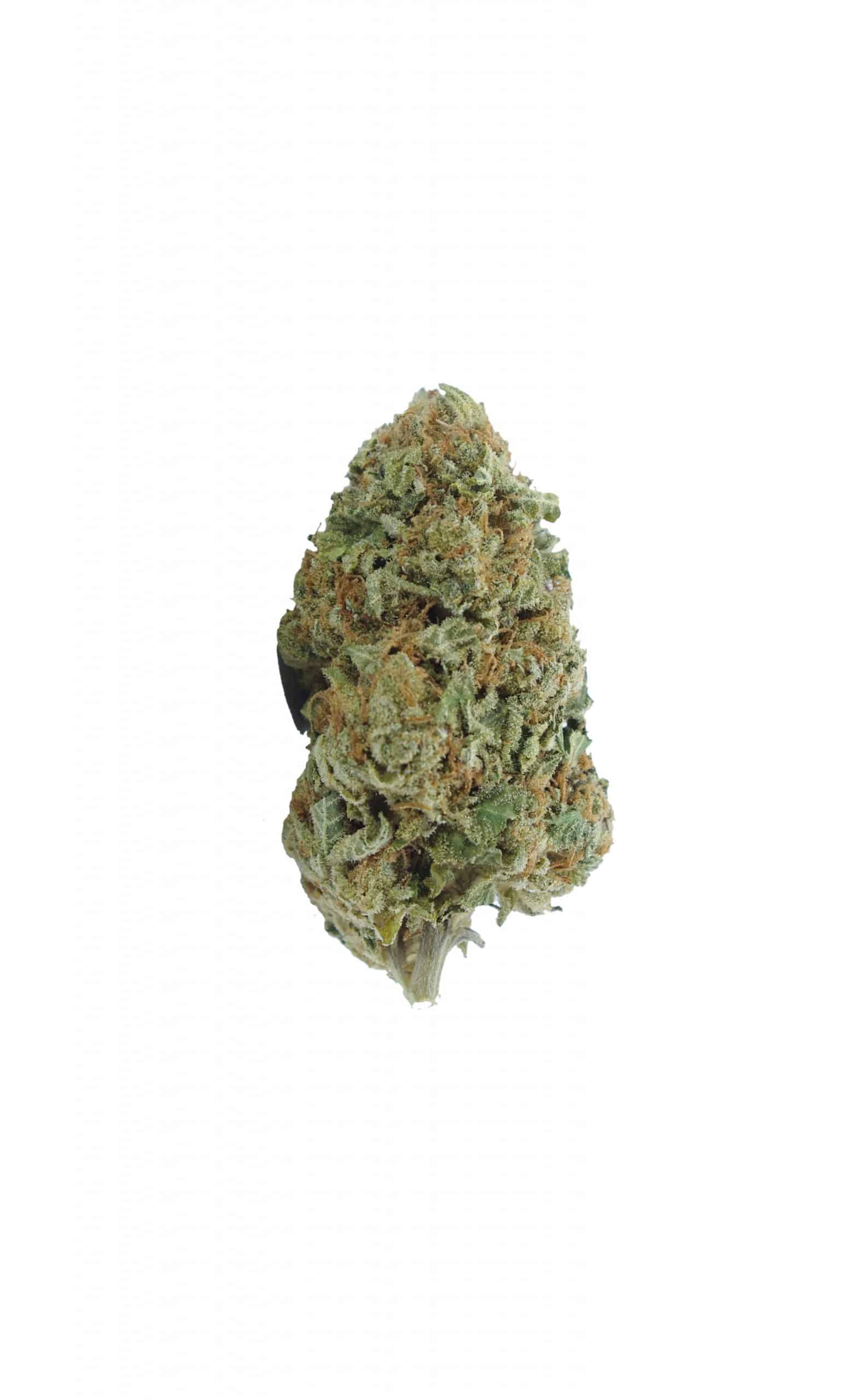 Scout Master (Oz Special) Hybrid anti-anxiety Scout Master (Oz Special) Hybrid anti-anxiety