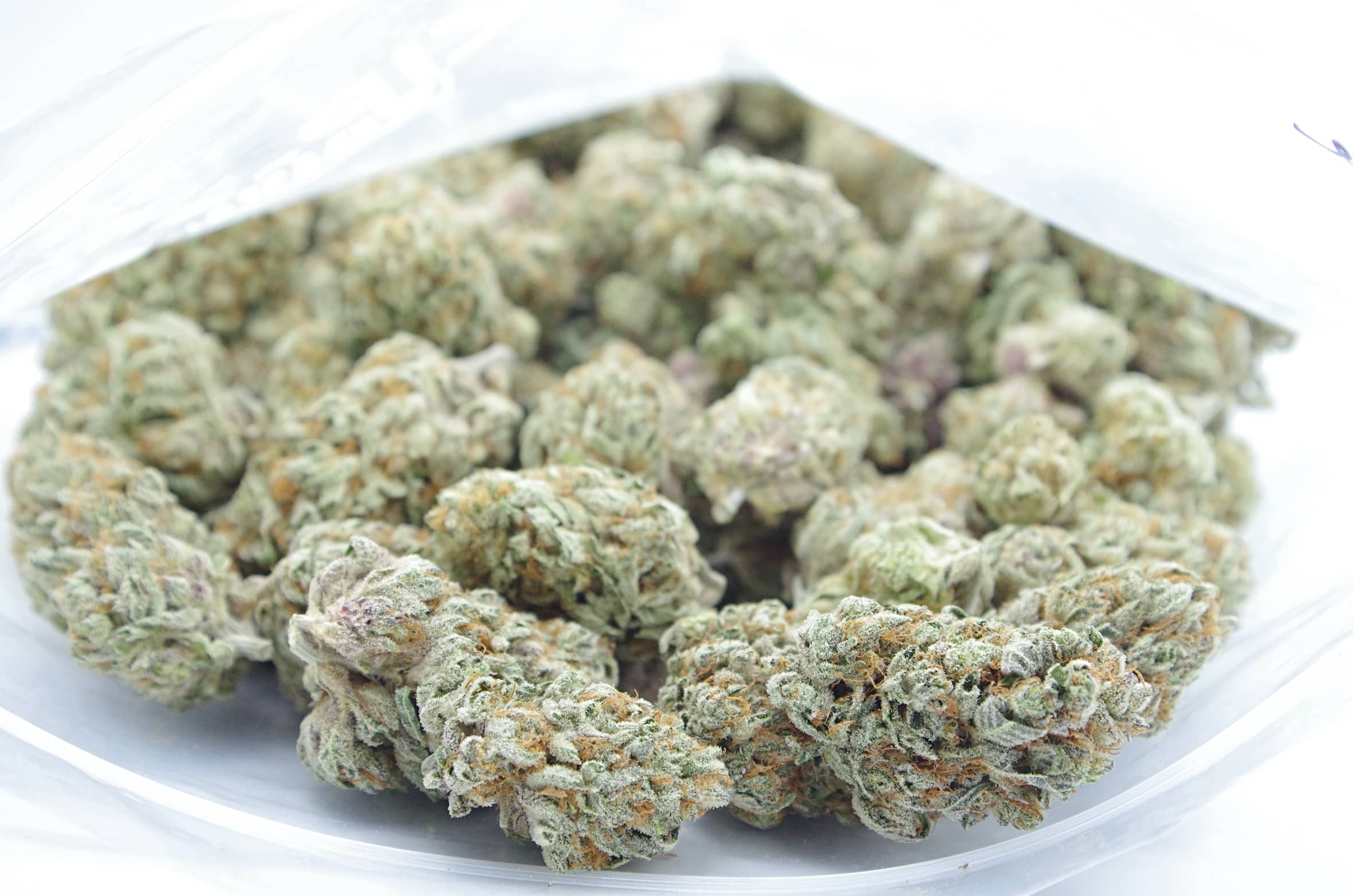 Slurricane (Oz Special) Hybrid anxiety Slurricane (Oz Special) Hybrid anxiety
