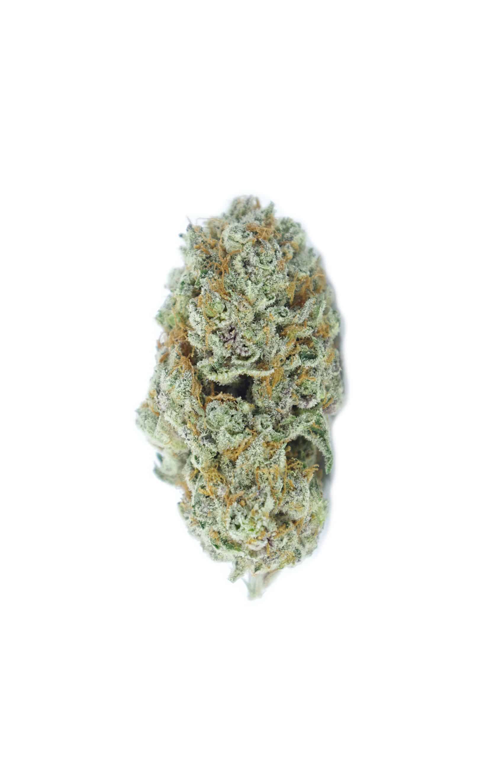 Slurricane (Oz Special) Hybrid anxiety Slurricane (Oz Special) Hybrid anxiety